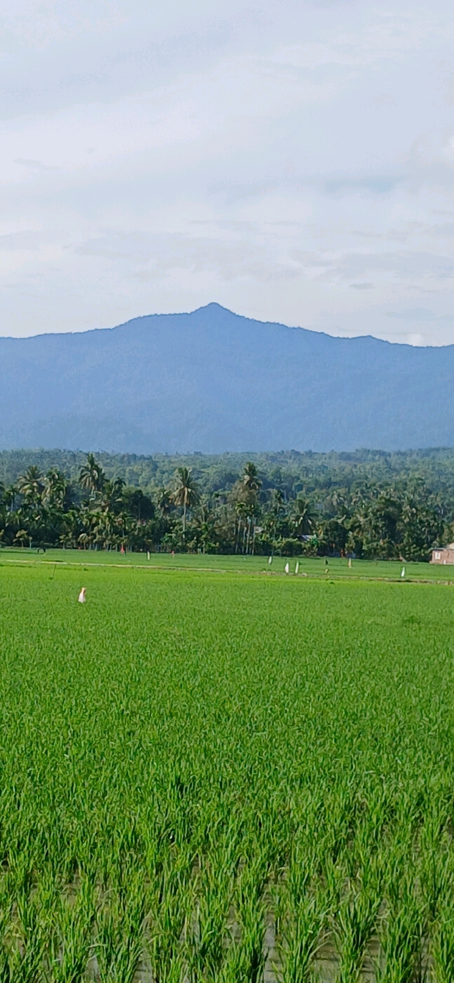 The image displays a vast, vibrant green rice paddy field under a pale, cloudy sky. In the background, a dense, lush green forest separates the field from a majestic, misty blue mountain range that dominates the horizon. Several scarecrow-like figures are scattered throughout the field, presumably to deter birds. A small, reddish-brown building is partially visible on the right edge of the frame. The scene is serene and rural, indicative of agricultural land in a tropical region. The location is identified as Darussalam, Indonesia, suggesting a typical landscape found in this area.