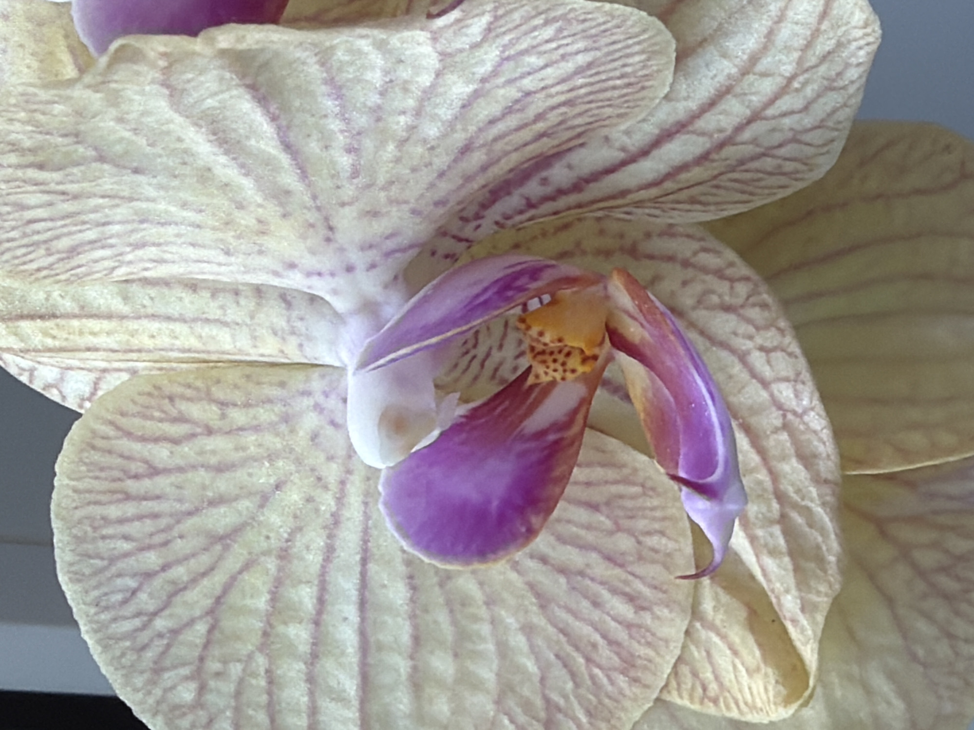 The image is a close-up, low-angle shot of a pale yellow orchid with pink veins. The orchid's petals are textured and slightly ruffled. In the center of the flower, there is a prominent purple lip with orange and yellow markings. The background is blurred and out of focus, appearing to be a light gray surface. The photograph was taken in the city of Timonovo, Russia. There are no people or actions depicted in the image.