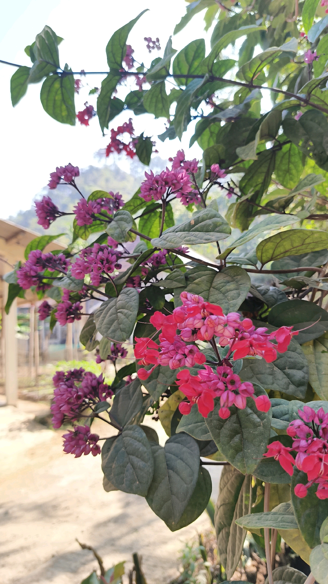 In Donorejo, Indonesia, a close-up shot captures a flowering vine with vibrant pink blossoms and dark green leaves against a blurred background. The vine's branches are prominent, with clusters of delicate, trumpet-shaped flowers in shades of fuchsia and magenta. The leaves are heart-shaped and textured, with visible veins. To the left, a blurry structure that appears to be a building with a light-colored wall and a sloped roof is visible, along with the suggestion of a fence and a dirt path. The upper portion of the image shows a bright sky and the suggestion of hills or mountains in the distance. The lighting suggests it is daytime, with sunlight illuminating the flowers and leaves.