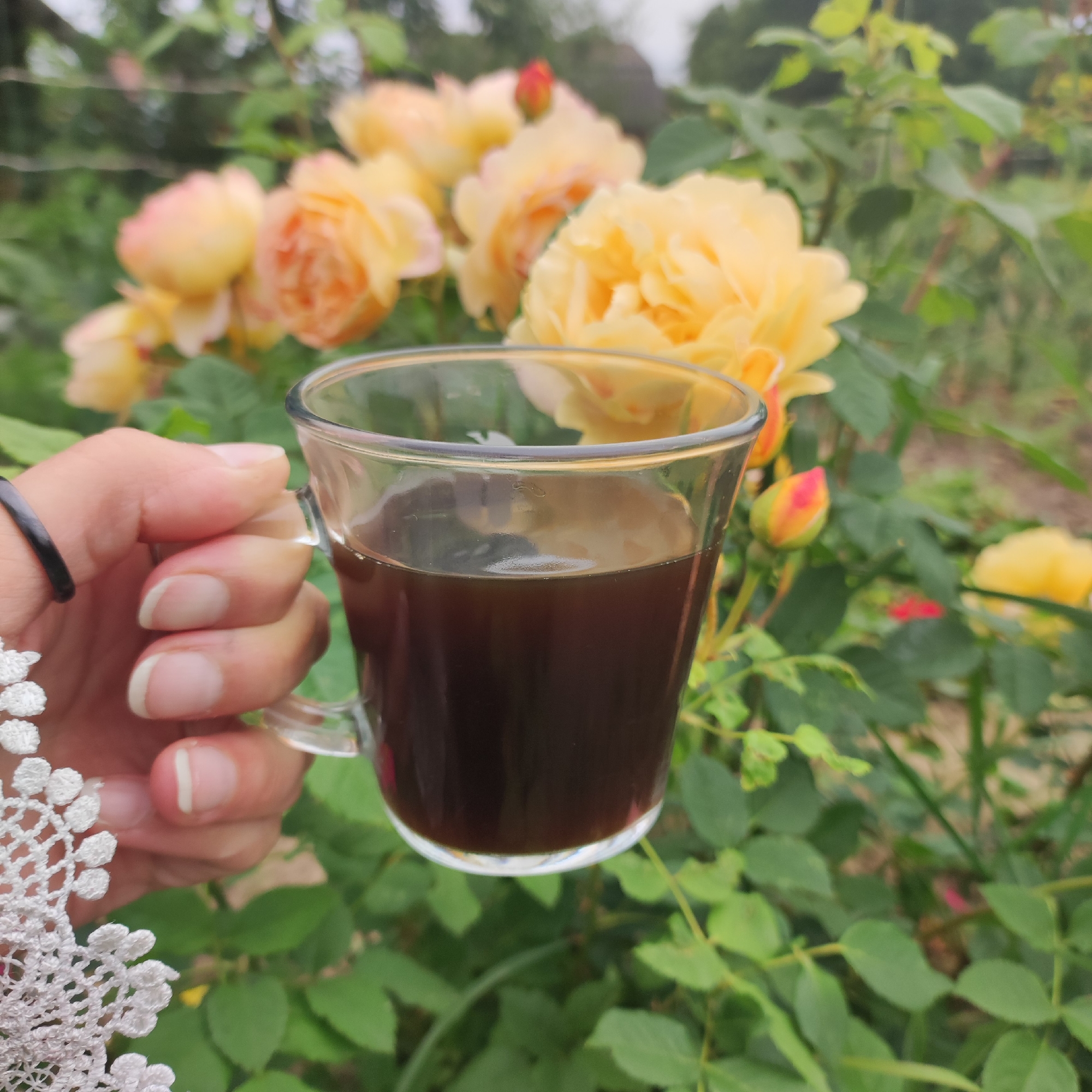 An outdoor, close-up, eye-level shot shows a person's hand holding a clear glass mug of dark liquid. The mug has a handle and is about half full. The hand is light-skinned and has natural-colored fingernails. A black ring is visible on the index finger, and a white lace accessory is visible at the bottom left of the frame. The background is a lush garden filled with green leaves and yellow roses in various stages of bloom, including a closed bud with red and yellow accents. The scene appears to be in Navoloki, Russia.