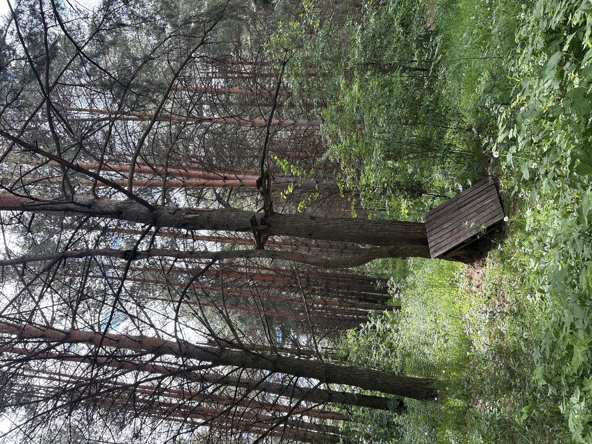 This image captures a serene and verdant forest scene, likely in Chaikovsky, Russia. The primary subjects are numerous tall, slender trees, predominantly coniferous like pines, characterized by their reddish-brown trunks and a dense network of branches reaching towards the sky. The light-colored sky is visible through the gaps in the overhead canopy, suggesting natural daylight.
The forest floor is covered with an abundance of lush green vegetation, including dense grass and various leafy shrubs and plants. Scattered amongst the greenery are multiple white dandelion seed heads, adding a touch of natural detail to the undergrowth.
On the right side of the frame, partially nestled within the thick foliage and close to a tree trunk, there is a rustic wooden structure. It appears to be made of planks, resembling a simple bench, small platform, or part of a minimal shelter, blending into the natural surroundings.
No people or animals are visible, indicating a quiet and undisturbed natural environment. The scene suggests a daytime setting with bright, natural light filtering through the tree canopy, creating a peaceful and immersive atmosphere. There is no visible text in the image.