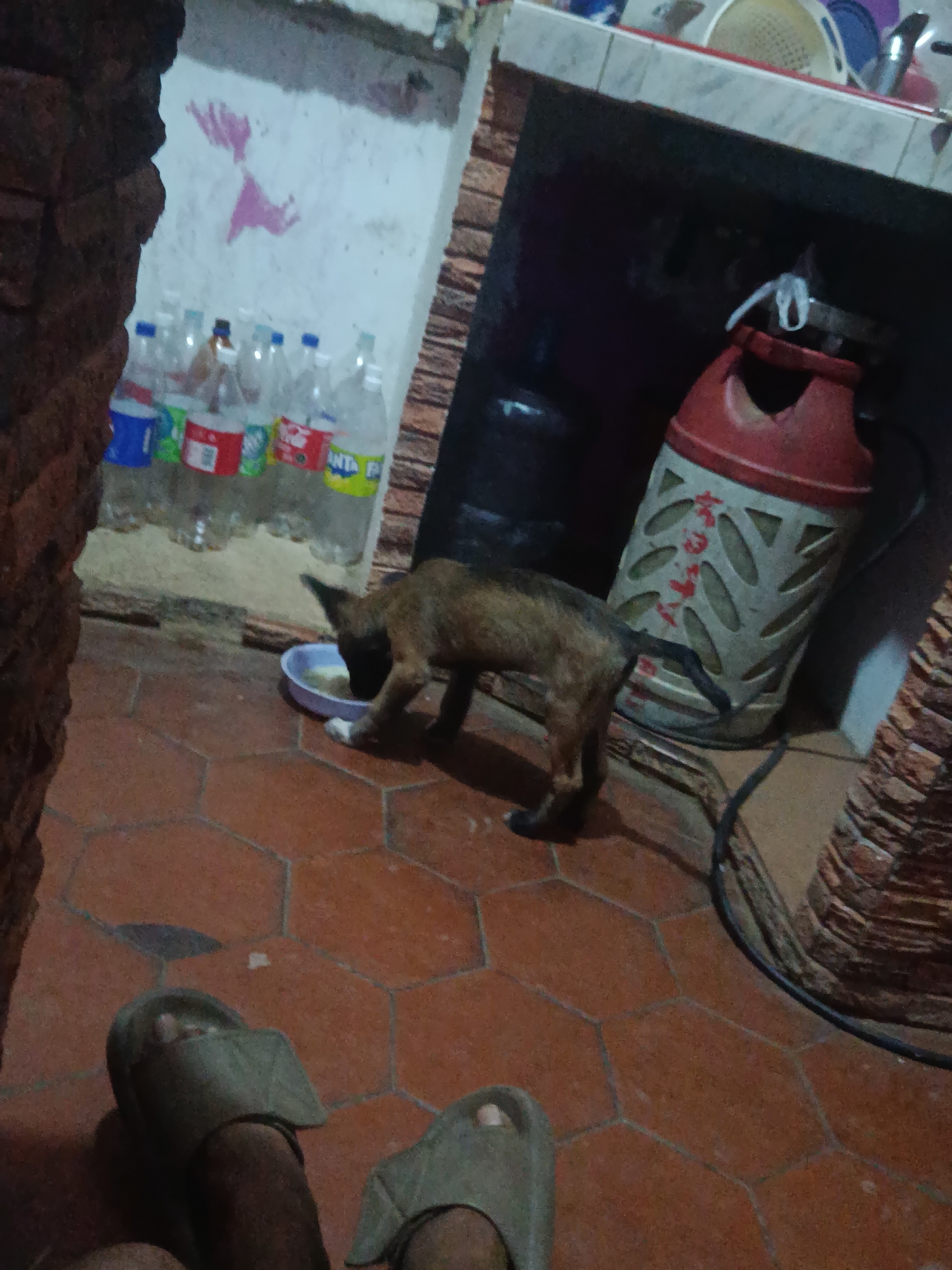 A dimly lit indoor scene shows a brown, short-haired dog eating from a blue bowl placed on a red tiled floor. Numerous plastic bottles are visible behind the dog, adjacent to a wall with pink markings. To the right, a red and white gas tank stands near a brick pillar. In the foreground, two feet wearing gray sandals are visible. This is inside a building in Juan Griego, Venezuela.