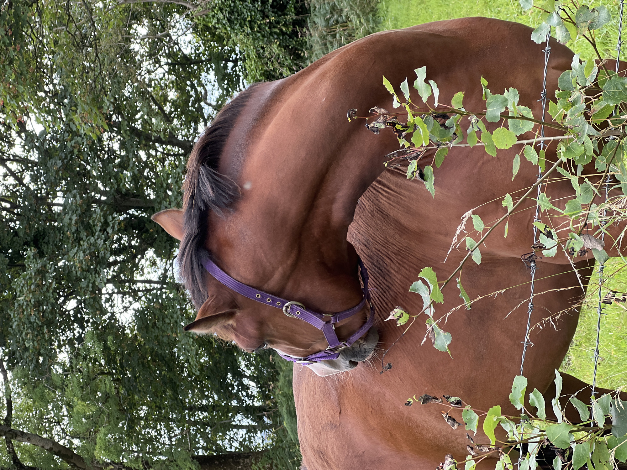 A brown horse with a purple halter is standing in a grassy field. The horse's head is turned to the left, and it is looking down. In the foreground, there are some green plants and barbed wire fence. In the background, there are trees. The image appears to be taken in an outdoor setting. It is not possible to determine the exact location in the city of Mountcharles, Ireland from the image alone.