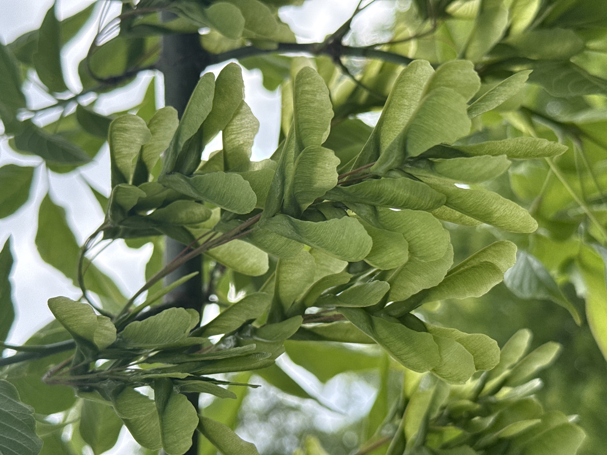 This is a close-up, eye-level, vertical shot of a cluster of samaras, commonly known as "helicopters" or maple keys, hanging from a tree branch. The samaras are green and have a distinctive winged seed structure. They are clustered densely together, with some overlapping. The background consists of blurred green leaves and bright, hazy sky, suggesting an outdoor setting in daylight. The image appears to have been taken in Korobivka, Ukraine, based on the provided location. There are no people or animals visible in the image. The focus is sharp on the samaras, with the background soft-focused, creating a shallow depth of field.