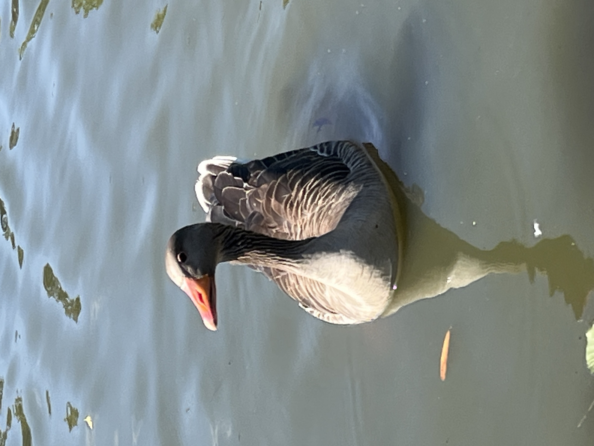 A goose is swimming in a body of water. The goose is facing left and is mostly grey with some brown and white markings. Its beak is orange and red. The water is dark and reflects the sky and surrounding environment. There is a single orange leaf floating on the water to the left of the goose. The scene appears to be a natural setting, possibly a pond or lake. It is not possible to determine the specific location in Neustadt, Germany from the image alone.