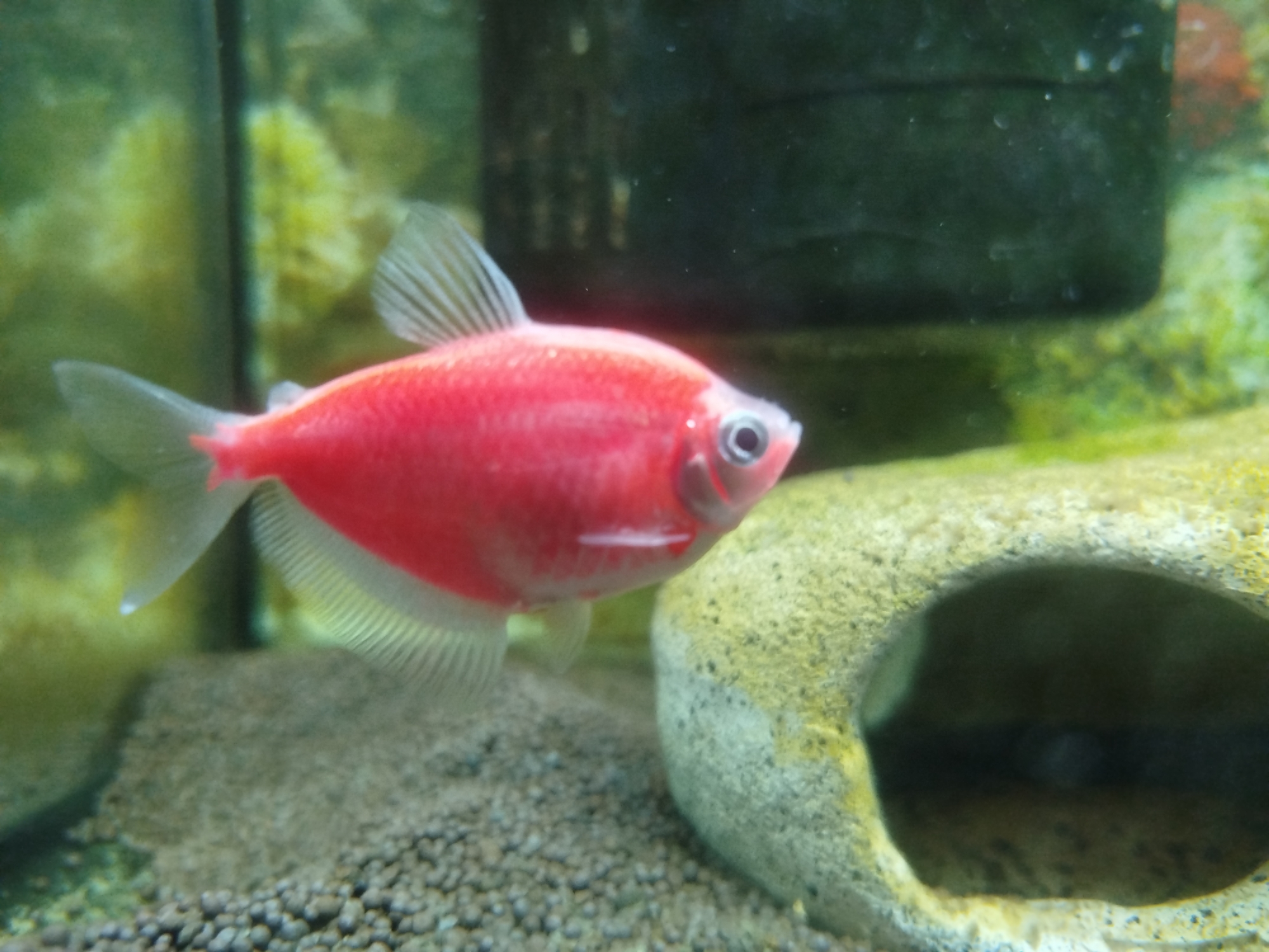 The image shows a vibrant pink fish swimming in an aquarium. The fish is the primary subject and is captured in mid-swim, displaying its fins and tail. The background features aquarium decorations including a dark, possibly rocky, structure with an opening, and a bed of small pebbles and sand. Greenish algae or plants are visible in the background on the left and right sides of the tank, indicating a planted or established aquarium environment. The lighting highlights the bright color of the fish and the textures of the aquarium's elements. There is no indication of Lyuban, Russia, or any other specific geographical location within the image.