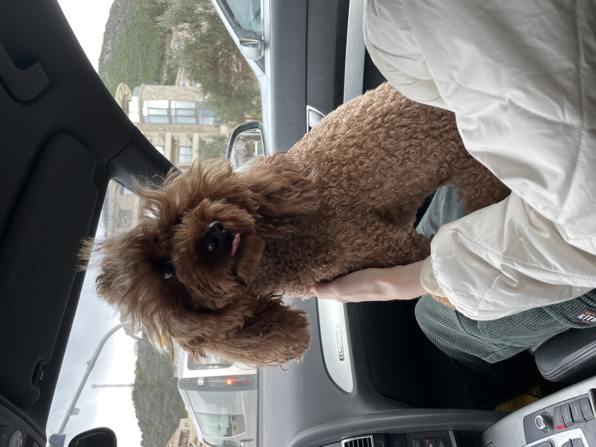 The image depicts the interior of an Audi vehicle (indicated by a "Quattro" badge on the dashboard) in Boreti, Montenegro, on an overcast day. A medium-sized, brown curly-haired dog, likely a poodle, is seated in the front passenger compartment, facing forward and slightly to the right, with its tongue partially extended. A person's hand, wearing a white quilted jacket and green corduroy pants, is visible petting the dog. Through the windshield, the exterior shows a white van with its taillight visible, followed by a sparsely vegetated hill with a telecommunications tower. To the right, a distinctive modern building with curved architectural elements and large windows is visible, partially obscured by green foliage, with a large, green mountain in the background. Another silver vehicle is partially visible to the right of the main vehicle.