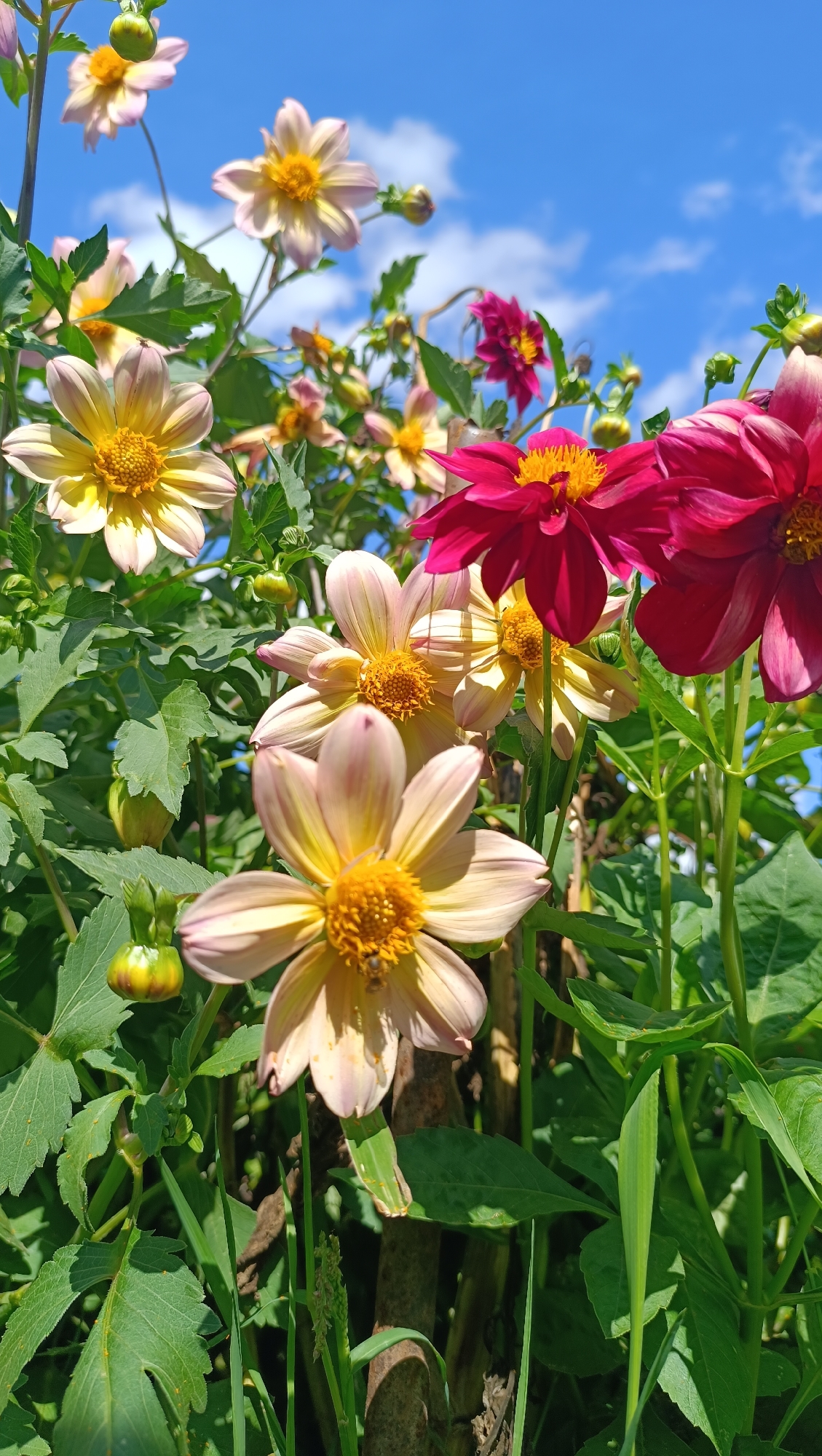 A close-up, low-angle shot captures a cluster of dahlia flowers in bloom against a bright blue sky dotted with white clouds. The dahlias display a variety of colors, including pale pink, yellow, and deep magenta. Some flowers have fully opened petals, revealing their yellow centers, while others are still in bud. The background consists of lush green foliage, forming a dense garden setting. The image is taken outdoors, likely in a garden or park, as indicated by the natural light and outdoor elements. There are no people or animals visible in the scene, and no specific landmarks or urban features are identifiable. The setting is typical of a temperate climate, suggesting it could be taken during the blooming season for dahlias.