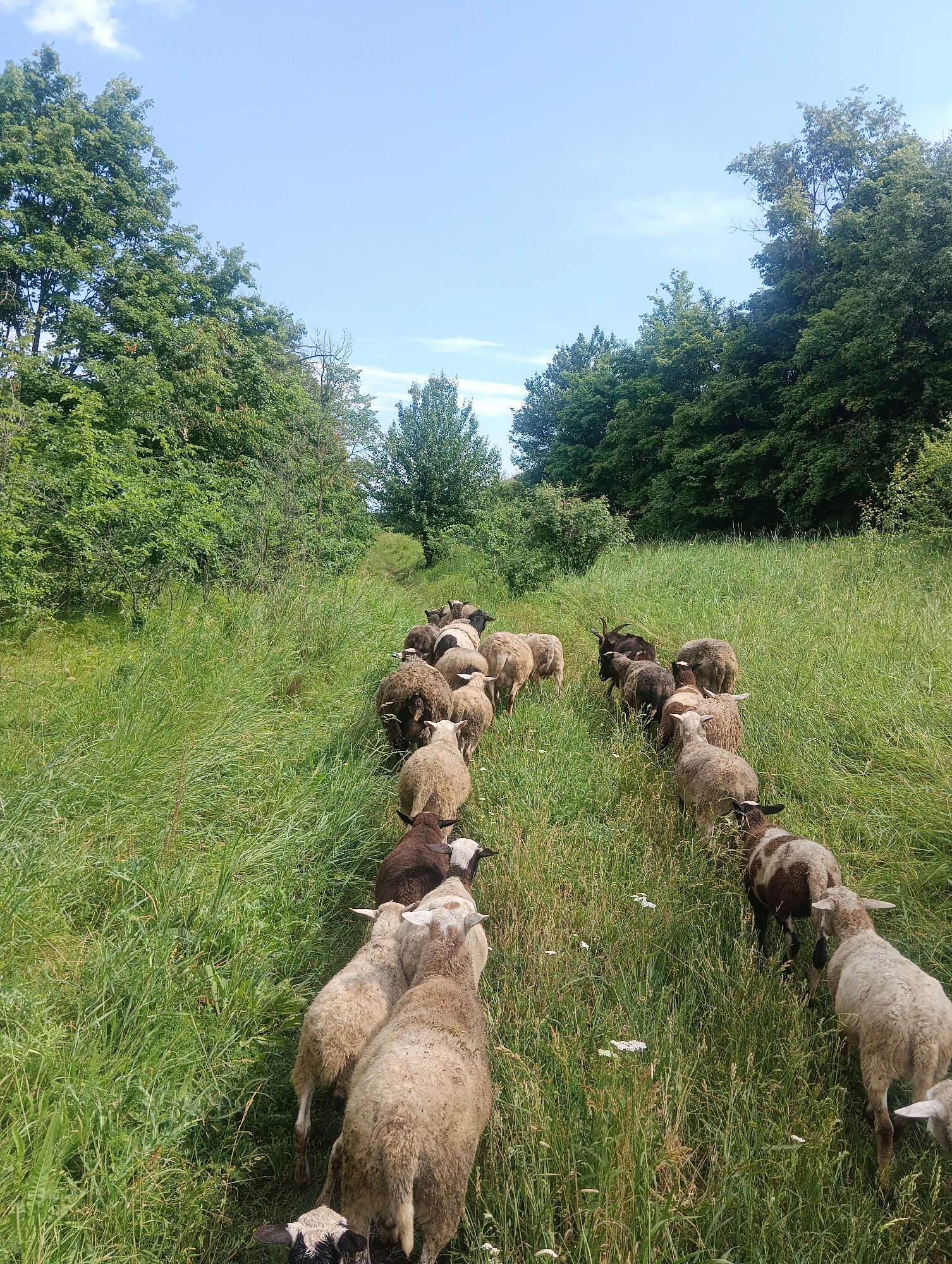 A flock of sheep is walking in a single file line on a grassy path between trees. The sheep are of various colors, including white, brown, and black. Some of the sheep have horns. The path is bordered by tall green grass and lush green trees. The sky is blue with a few white clouds. The scene is brightly lit by sunlight.