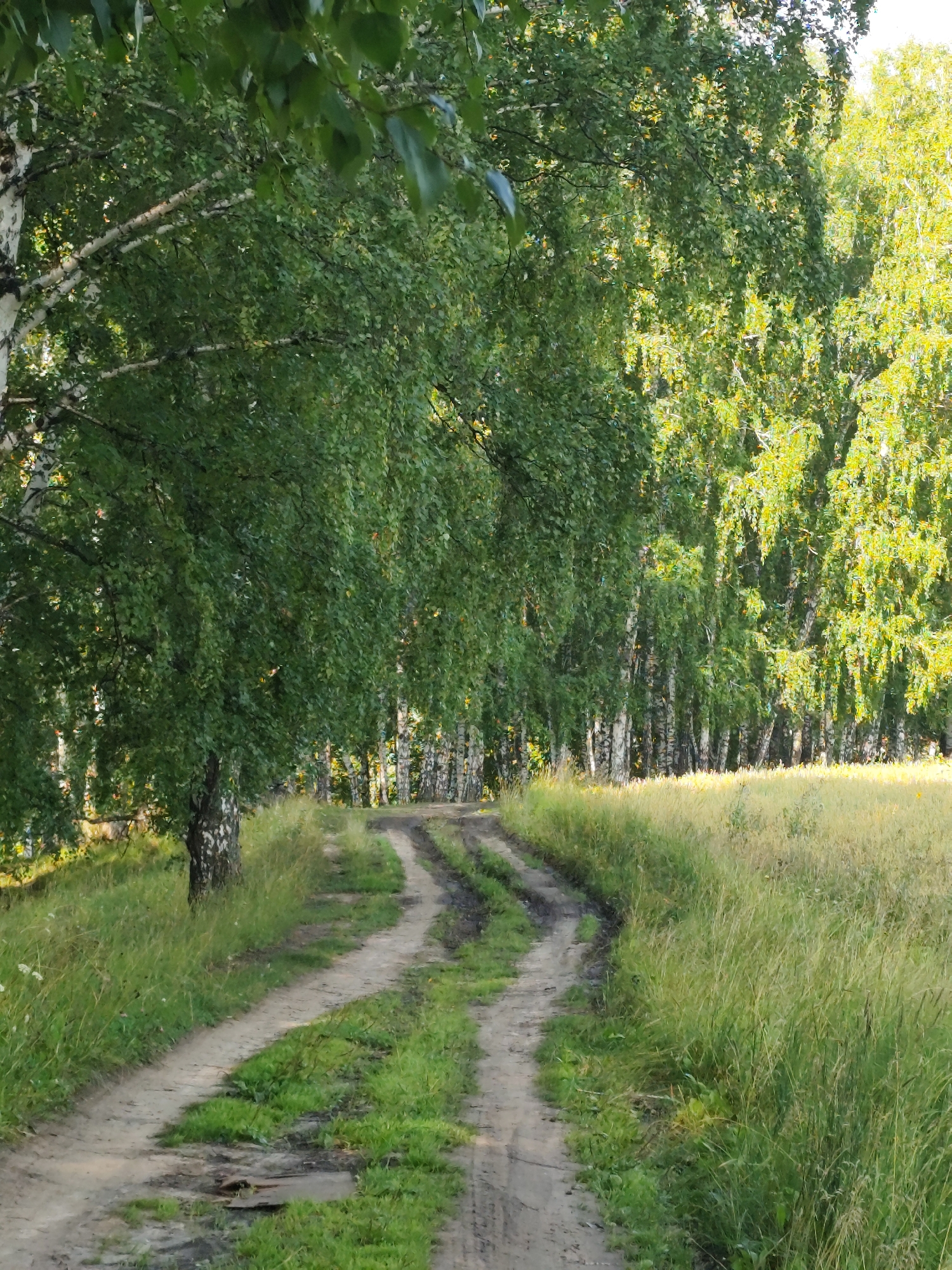 This image shows a dirt road winding through a rural landscape in Barlaksky, Russia. The road is flanked by tall green grass and a dense forest of birch trees. The trees have characteristic white bark and are heavily leaved, with sunlight filtering through the canopy, casting dappled shadows on the road and grass. The road appears to be a single track with visible tire marks, suggesting it is used by vehicles. The overall impression is one of a natural, undisturbed environment on a sunny day.