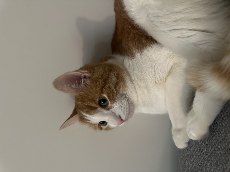 A ginger and white cat is lying on its side, facing the viewer with a curious expression. The cat's head is tilted slightly, and its green eyes are wide and alert. The fur is soft and fluffy, with patches of orange and white intermingling. The cat's paws are tucked in close to its body, and its tail is partially visible. The background is a plain white wall with a soft shadow.