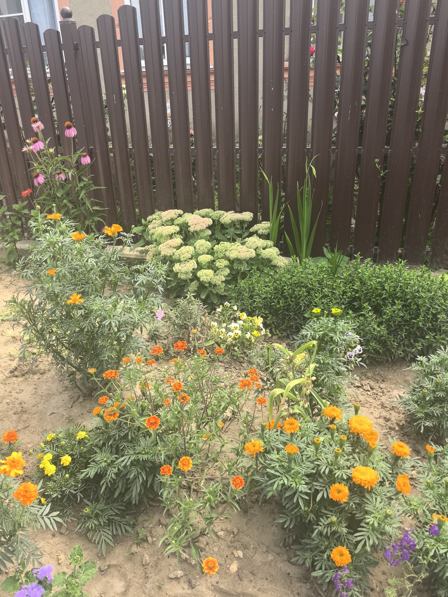 The image shows a flowerbed in front of a dark brown, vertical slat fence. The flowerbed contains a variety of flowers including bright orange marigolds, yellow marigolds, pink coneflowers, and some purple flowers. Behind the marigolds, there are bushes with light green leaves and clusters of pale pink flowers. Tall green grass-like plants are also visible behind the flowers. The ground is covered in sandy soil. The fence appears to be in a backyard setting, possibly in a residential area. The location is identified as Bolshoy Raznokol, Russia. There are no people or animals visible in the image.