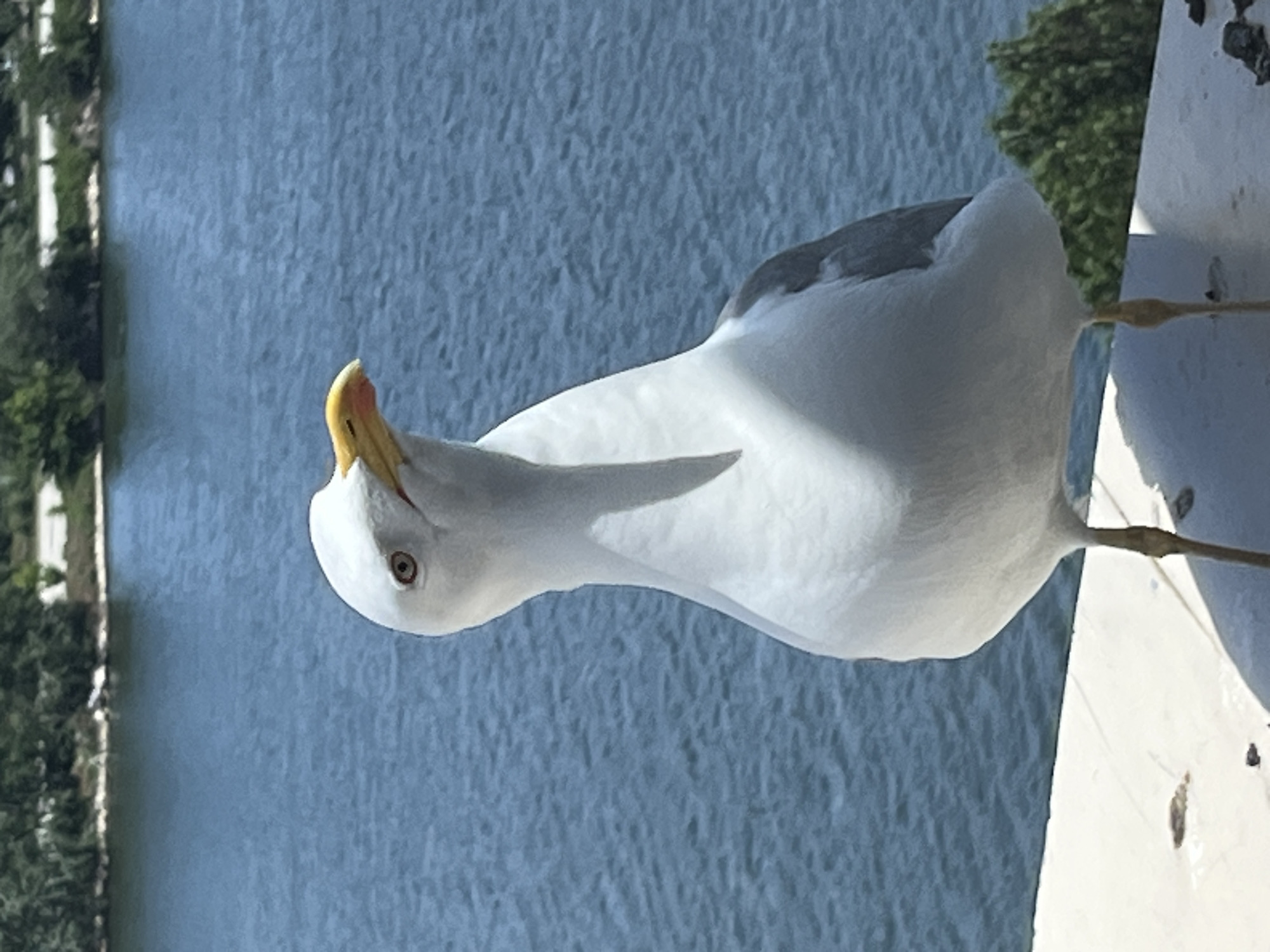 A close-up shows a white seagull with a yellow beak and gray wings standing on a white ledge. Behind the seagull is a blue body of water and the blurred outline of trees. The image was taken in Varna, Bulgaria.