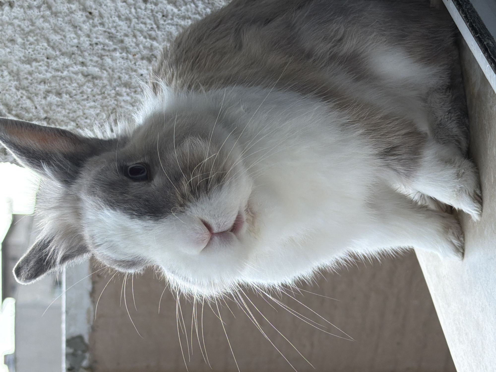 The image captures a close-up of a domestic rabbit with mottled grey and white fur, oriented with its head towards the left side of the frame and its body extending right. The rabbit's face, predominantly white with a patch of grey around its left eye and ear, is turned directly towards the viewer. Its dark eyes are alert, and its small, pink nose and slightly parted mouth convey a gentle, almost curious expression, framed by numerous long, white whiskers. The fluffy white fur covers its underside and face, contrasting with the soft grey fur on its back and upright left ear.
The background on the top left is a light-colored, textured surface, possibly a carpet or rough-plastered wall. To the right of the rabbit's body, a bright white edge suggests a window frame or sill, indicating an indoor setting illuminated by natural daylight. The area immediately below and behind the rabbit's head is darker and out of focus. The overall impression is of a calm and friendly pet. There is no visible text in the image.
