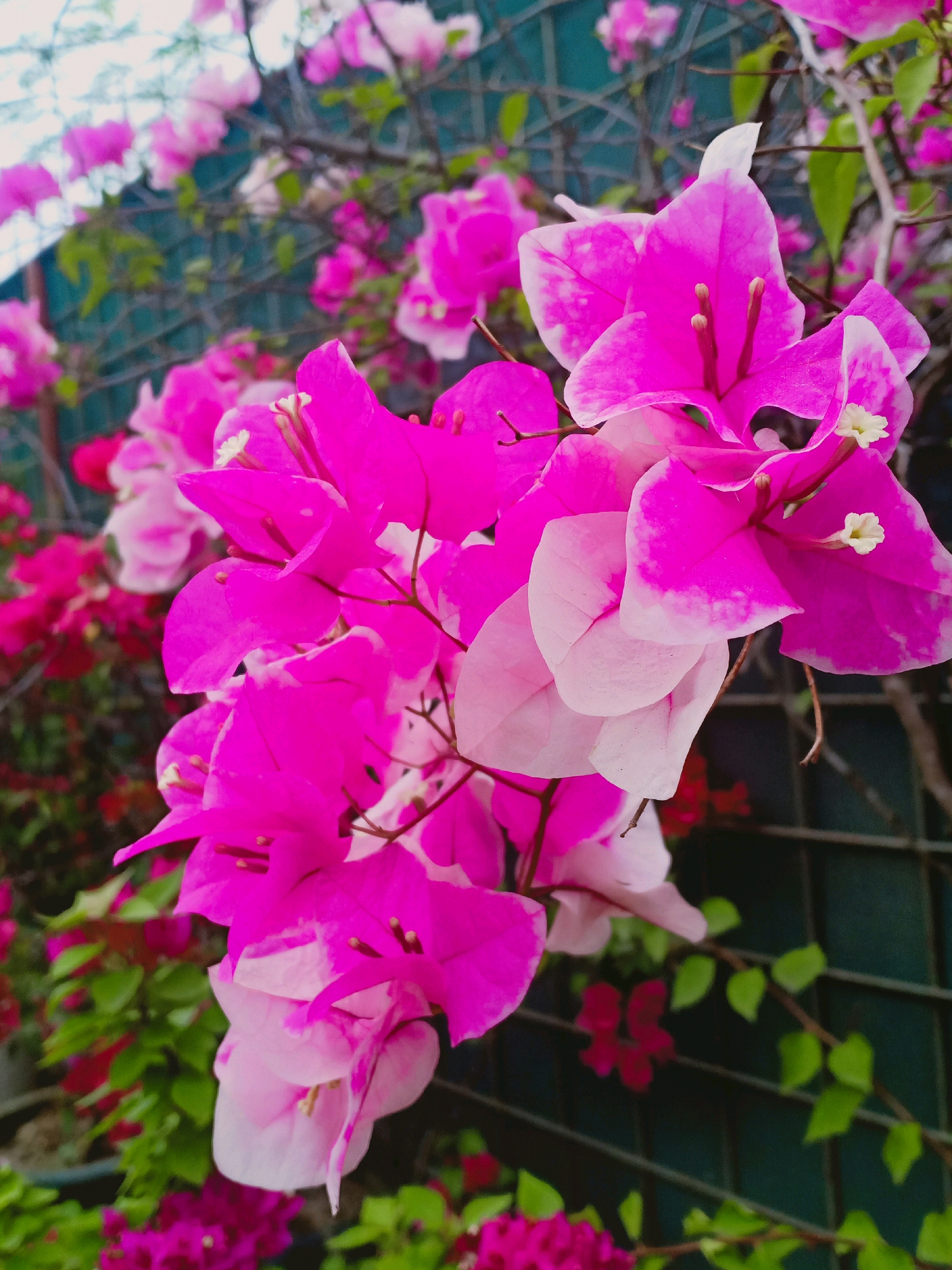 The image shows a close-up of vibrant pink and white bougainvillea flowers in Langkap, Indonesia. The flowers are clustered together, with some petals appearing delicate and translucent. The background is a blur of green leaves and a dark, possibly metallic, fence, suggesting an outdoor setting. The lighting is soft, highlighting the textures and colors of the flowers. There are no people or animals visible in the frame.