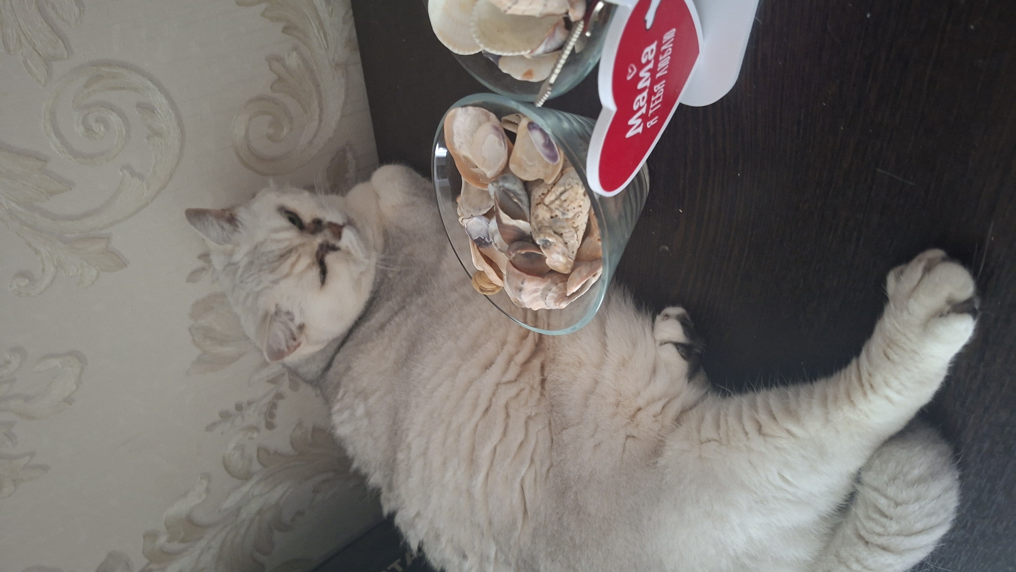 A silver-shaded cat is lying on a dark brown surface, possibly a table. The cat is facing left, with its eyes partially closed and its head resting on its paws. Its fur is light gray with darker tabby markings on its face and back. In the foreground, there are two glass bowls filled with seashells. To the right of the bowls, a red heart-shaped sign with white Cyrillic lettering that reads "Мама Я тебя люблю" (Mom, I love you) is visible. The background consists of a wall with a light-colored patterned wallpaper. The overall scene appears to be indoors. The image does not provide any information about the location in the city of Myadzyel, Belarus.