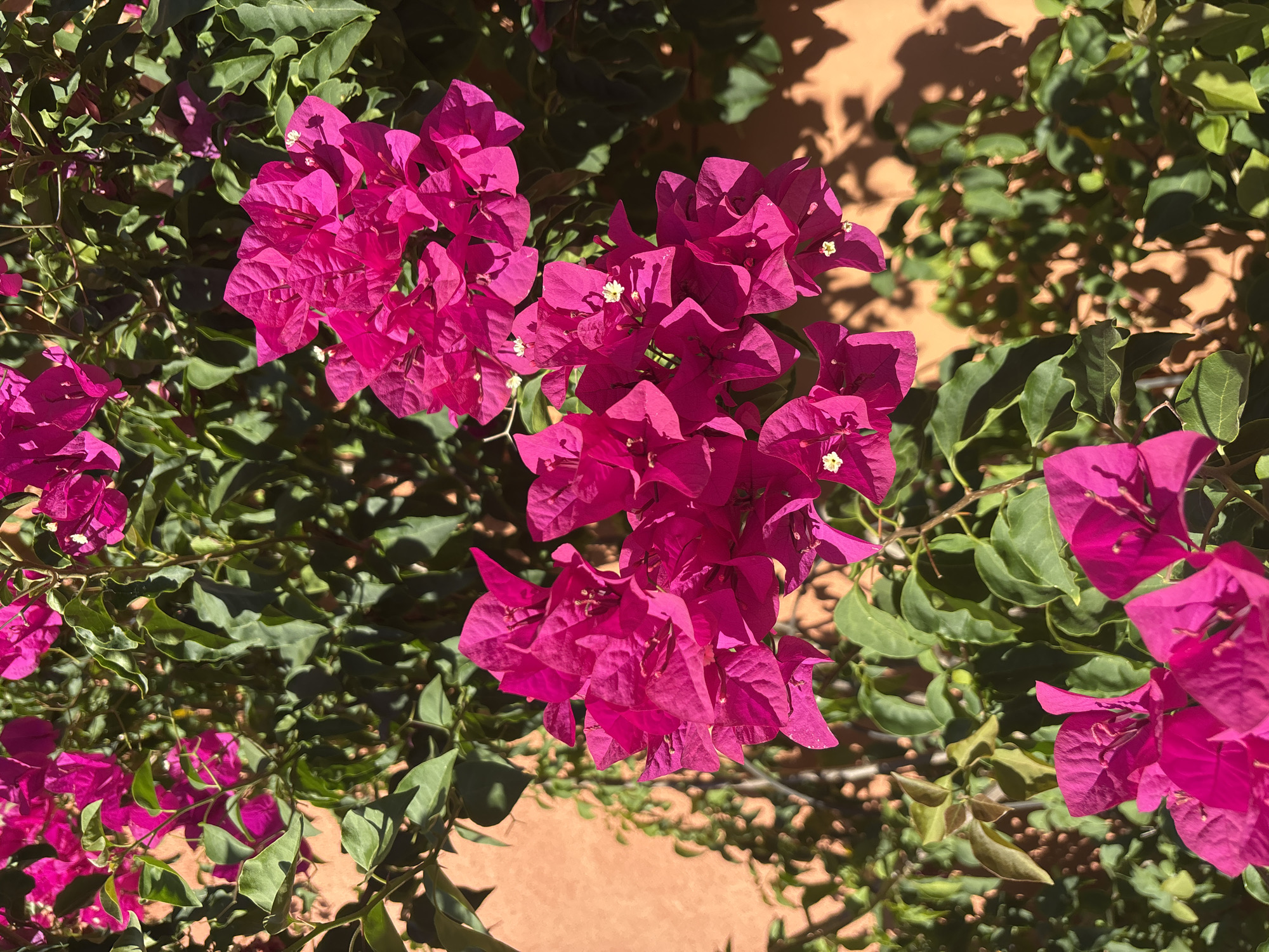 A close-up, vertical, eye-level shot captures vibrant pink bougainvillea flowers cascading against a textured, orange stucco wall. The flowers are the primary subject, with several clusters of deep magenta bracts dominating the frame. Small, white stamen are visible within some of the blooms. Lush green leaves, some with a slight sheen from sunlight, intersperse the flowers, creating a dense, botanical backdrop. Shadows from the foliage and flowers are cast upon the wall, adding depth and dimension to the scene. The image appears to be taken outdoors, under bright sunlight, likely in a garden or patio setting. The location of Fair Oaks, United States, is not explicitly indicated in the visual information of the image itself.