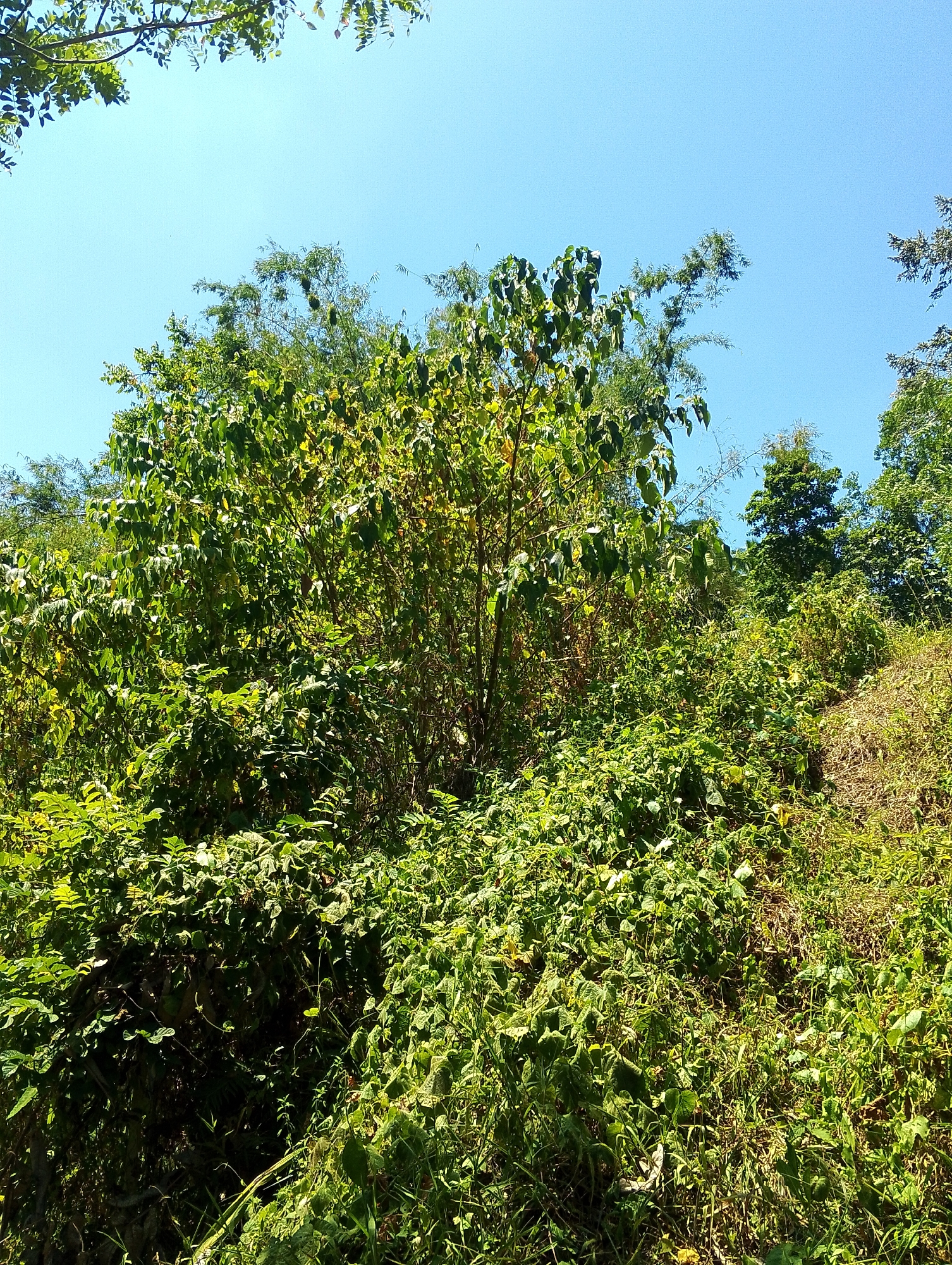 A natural scene with lush green foliage and a clear blue sky. The vegetation is dense, with a variety of trees and smaller plants. Some branches with leaves hang into the frame from the top corners. The sunlight suggests a bright day. The image appears to be taken outdoors, likely in a rural or natural setting. There are no people or man-made objects visible. The terrain appears to be slightly sloped.