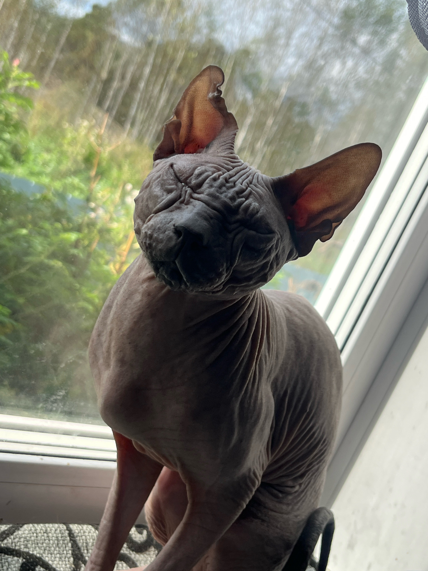A wrinkly, hairless Sphynx cat is sitting on a windowsill looking out a window. The cat's skin is a light brown color and it has large ears. The window is partially open, and the background shows trees and a cloudy sky. The cat is facing away from the camera, with its head turned slightly to the left. It appears to be looking at something outside.