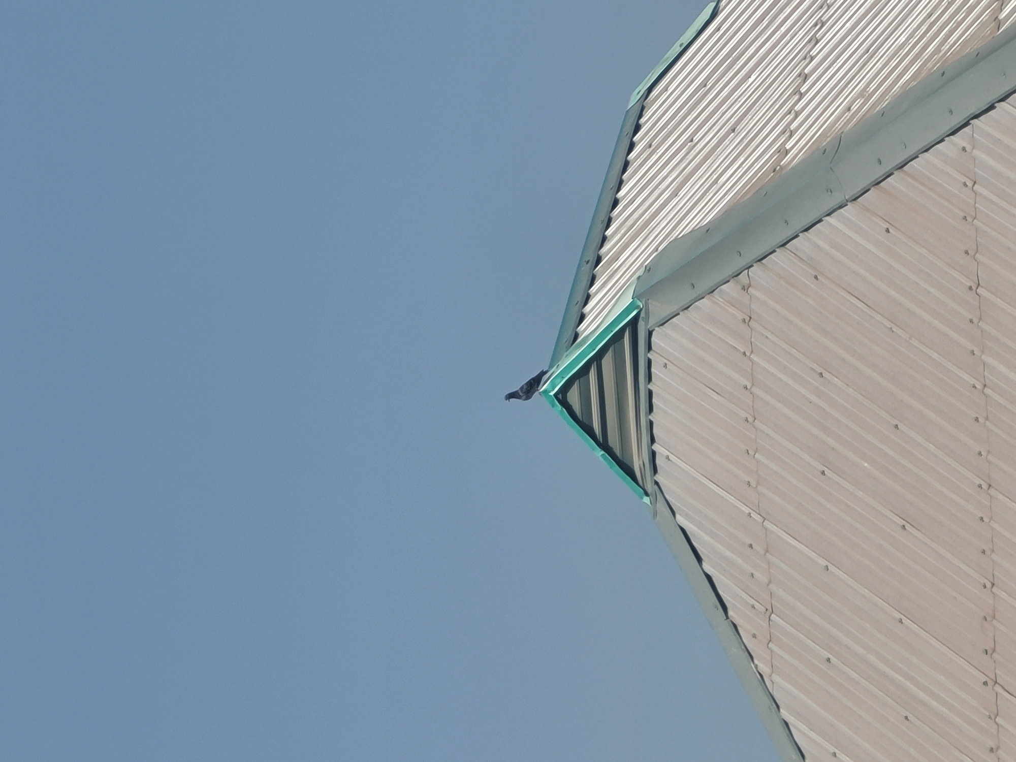 A lone pigeon perches on the sharp, green-trimmed edge of a corrugated metal roof. The roof itself is angled upwards, its pale, ridged surface catching the bright light. The pigeon, silhouetted against the clear, pale blue sky, appears small and isolated. The setting is outdoors, with the vast expanse of the sky dominating the left side of the frame and the angled roof filling the right. The image suggests a clear day with ample sunlight, likely midday given the brightness. There are no visible signs of text or other subjects. The scene evokes a sense of stillness and quiet observation, with the pigeon as the sole active element against the static backdrop of the building and sky. The metallic texture of the roof and the simple, geometric lines of the structure contrast with the organic form of the bird.