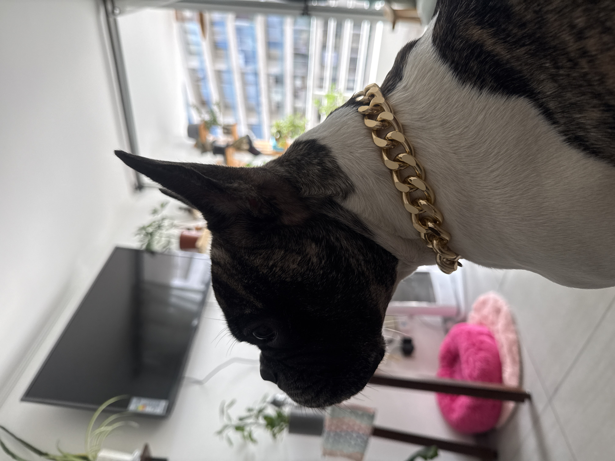 The image shows a brindle and white French Bulldog wearing a thick gold chain collar, facing left. The dog's head and upper body are in focus, with its prominent ears and dark fur on its face and ears contrasting with its white chest and torso. Behind the dog, a large flat-screen television is mounted on a white wall. To the left of the TV, a plant in a white pot sits on a shelf. In the foreground, to the left of the dog, are two plush pet beds, one bright pink and the other light pink. The background consists of a large window with a view of a multi-story building with blue balconies, suggesting an urban environment, likely an apartment building. The lighting indicates it is daytime. This scene is not specific to the city of Iquique, Chile, and appears to be a domestic indoor setting.