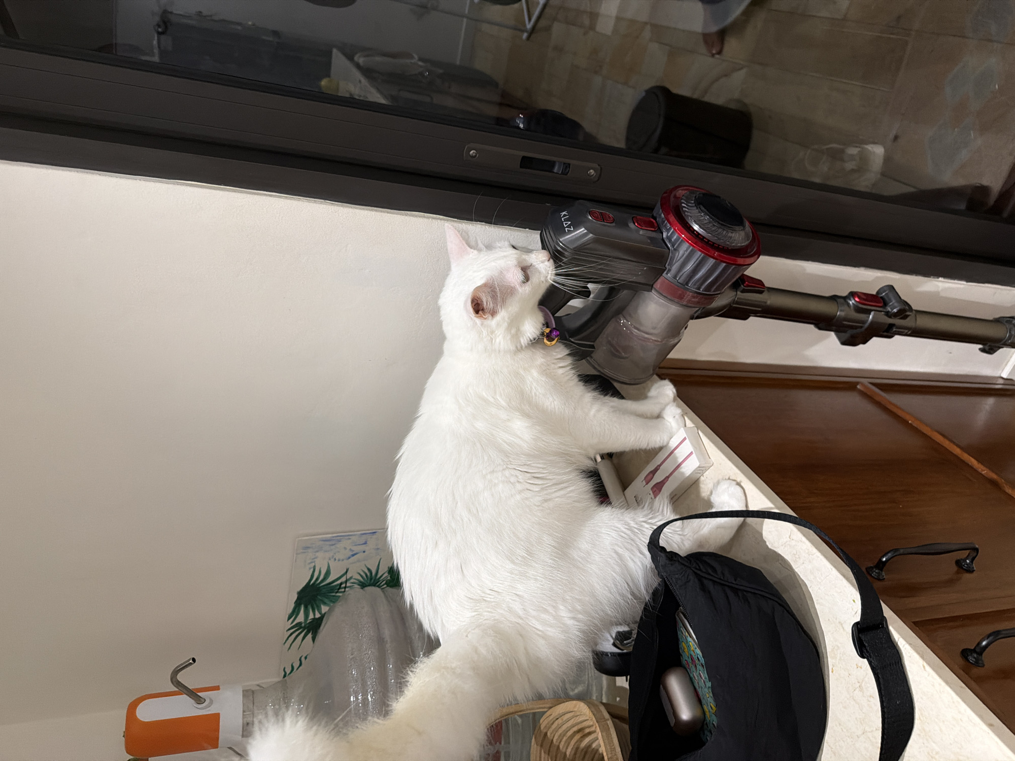 A white cat stands on a countertop next to a gray and red vacuum cleaner. The cat is facing the vacuum, with its head close to the vacuum's nozzle. A black bag with a strap is also on the counter near the cat. Behind the cat and vacuum, there's a wall and a window with a reflective surface. The background is slightly blurred, suggesting an indoor setting, possibly a home.