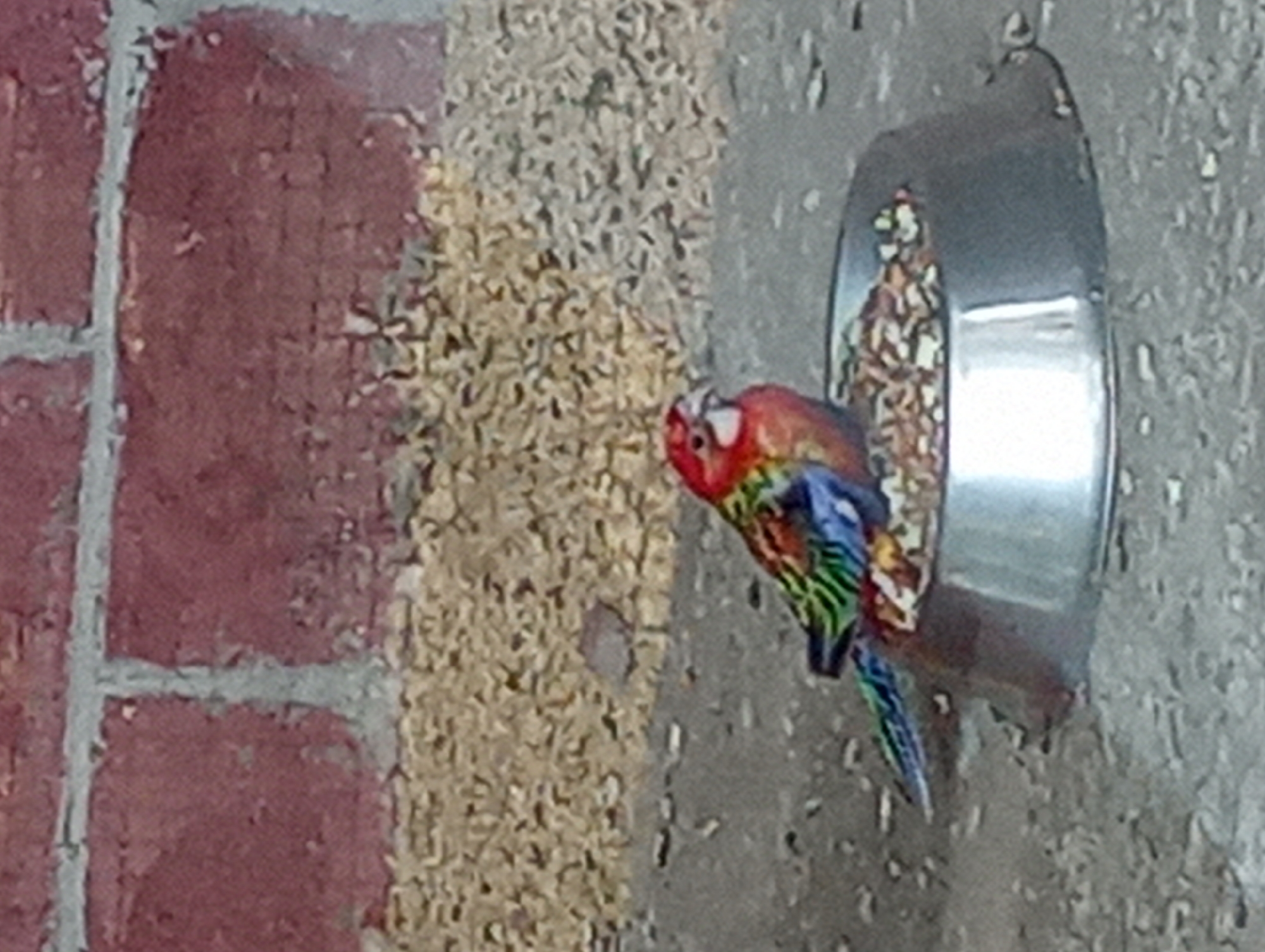 A brightly colored parrot with red, blue, green, and yellow plumage is perched in a silver food bowl filled with seeds. The bowl is situated on a grey, gritty surface, possibly concrete or asphalt. In the background, a weathered red brick wall is visible, with loose bedding material scattered beneath it. The scene appears to be an outdoor enclosure or aviary. There is no indication of the city of Almaty, Kazakhstan in the image.