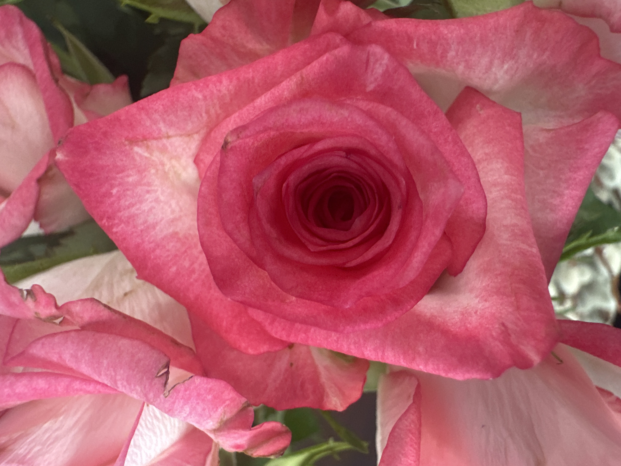 A close-up, overhead view captures the intricate spiral of a vibrant pink rose's petals. The rose's center is a deep, rich fuchsia, transitioning to lighter pinks and whites along the outer edges of its petals. The texture of the petals is soft and slightly velvety, with delicate veins visible. Some petals show subtle signs of wear, with minor imperfections or discoloration along the edges. The background is blurred, hinting at other roses and lush green foliage, suggesting a bouquet or a garden setting. There are no people or discernible urban elements in the frame, making it impossible to ascertain a specific location within Łódź, Poland.