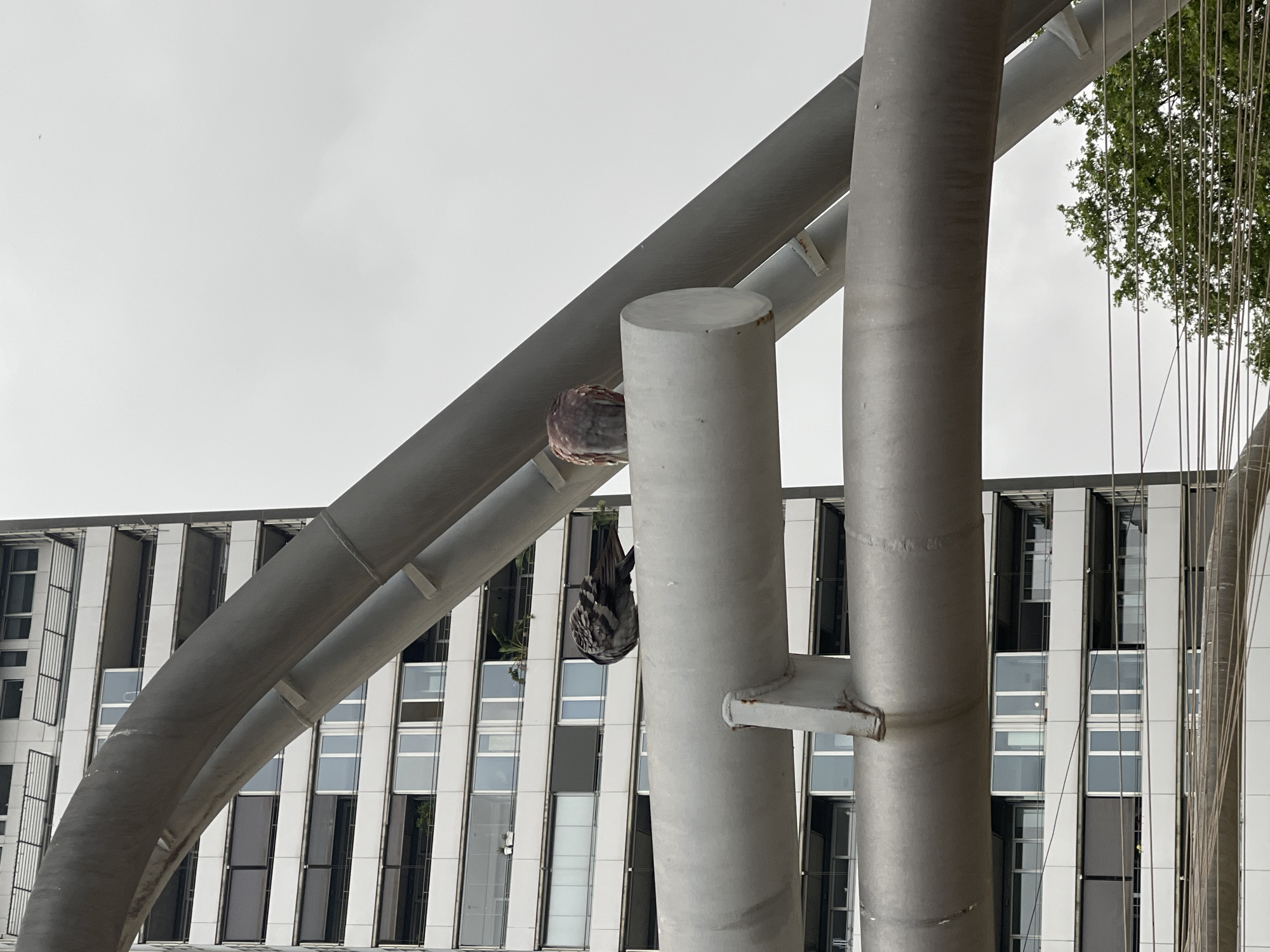 The image displays an urban scene in Barcelona, Spain, centered around striking architectural elements and a pigeon. Prominently featured are large, gray metallic structures, including two substantial vertical cylindrical columns and a thick, diagonal curved beam that intersects them.
A pigeon is captured in an unusual pose, hanging upside down from the underside of the diagonal metal beam, between it and one of the vertical columns. Its body, primarily gray and brown, is compact, and its head appears tucked in, facing downwards.
In the background, a modern, multi-story building rises, characterized by its facade of alternating vertical white panels and large, dark-framed windows. Some of the windows are partially open, and reflections suggest an overcast sky. To the far right, the green leaves of a tree are visible, along with multiple thin, vertical cables or wires descending from an unseen structure. The sky above is uniformly bright and overcast, indicating daytime conditions. No discernible text is visible within the frame.