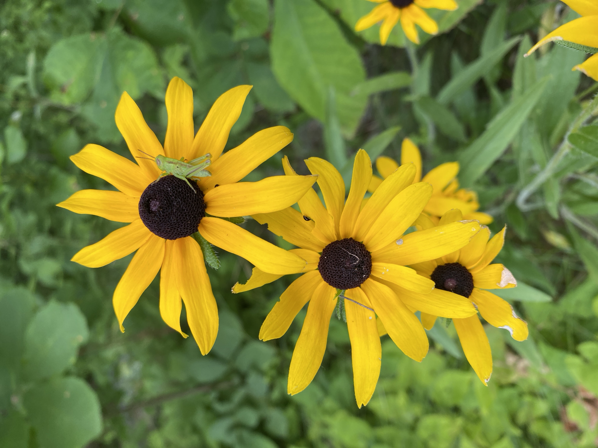 The image is a close-up, vertical shot of several Black-Eyed Susan flowers against a blurred green background of foliage. The flowers are predominantly yellow with dark brown centers. The most prominent flower in the upper portion of the frame has a small, light green grasshopper perched on one of its yellow petals. Another Black-Eyed Susan is visible below it, and parts of two more flowers are seen in the lower and right edges of the frame. The lighting suggests it is daytime, likely outdoors in a garden or natural setting. There are no people or man-made structures visible in the image. The scene is a natural composition of flowers and an insect, likely in Hinchinbrooke, Canada.