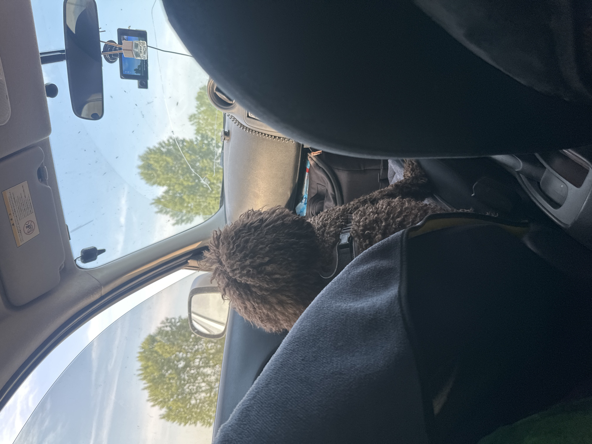 The image shows the interior of a vehicle, likely a car, viewed from the passenger seat. A brown, curly-haired dog wearing a harness is seated in the car, facing away from the camera. The dog is positioned behind a grey fabric covering, possibly a blanket or clothing. The car's dashboard is visible, including a rearview mirror with a dashcam attached. Outside the car, through the windshield and side windows, trees and a bright sky with scattered clouds can be seen. The scene appears to be set during the daytime. There is no information available to determine the specific location within the city of Novonikolaevka, Russia.