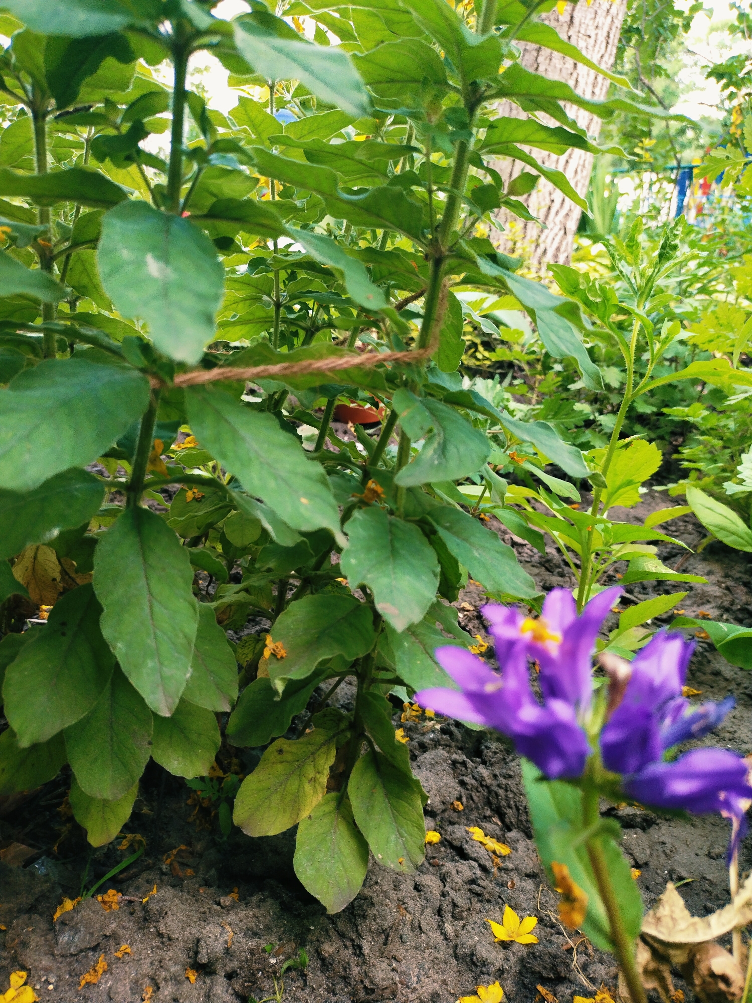 In an outdoor garden setting, likely in Horishni Plavni, Ukraine, a cluster of green leafy plants dominates the foreground. A single purple flower with yellow stamens is in sharp focus in the lower right of the frame, while several other unfocused purple petals suggest more flowers are present. The plants are supported by a piece of twine tied around a central stem. The ground beneath the plants is dark soil, scattered with small yellow petals and fallen leaves. In the background, a tree trunk is visible, and further back, out-of-focus greenery and hints of colorful fabric suggest other parts of the garden or a nearby area.