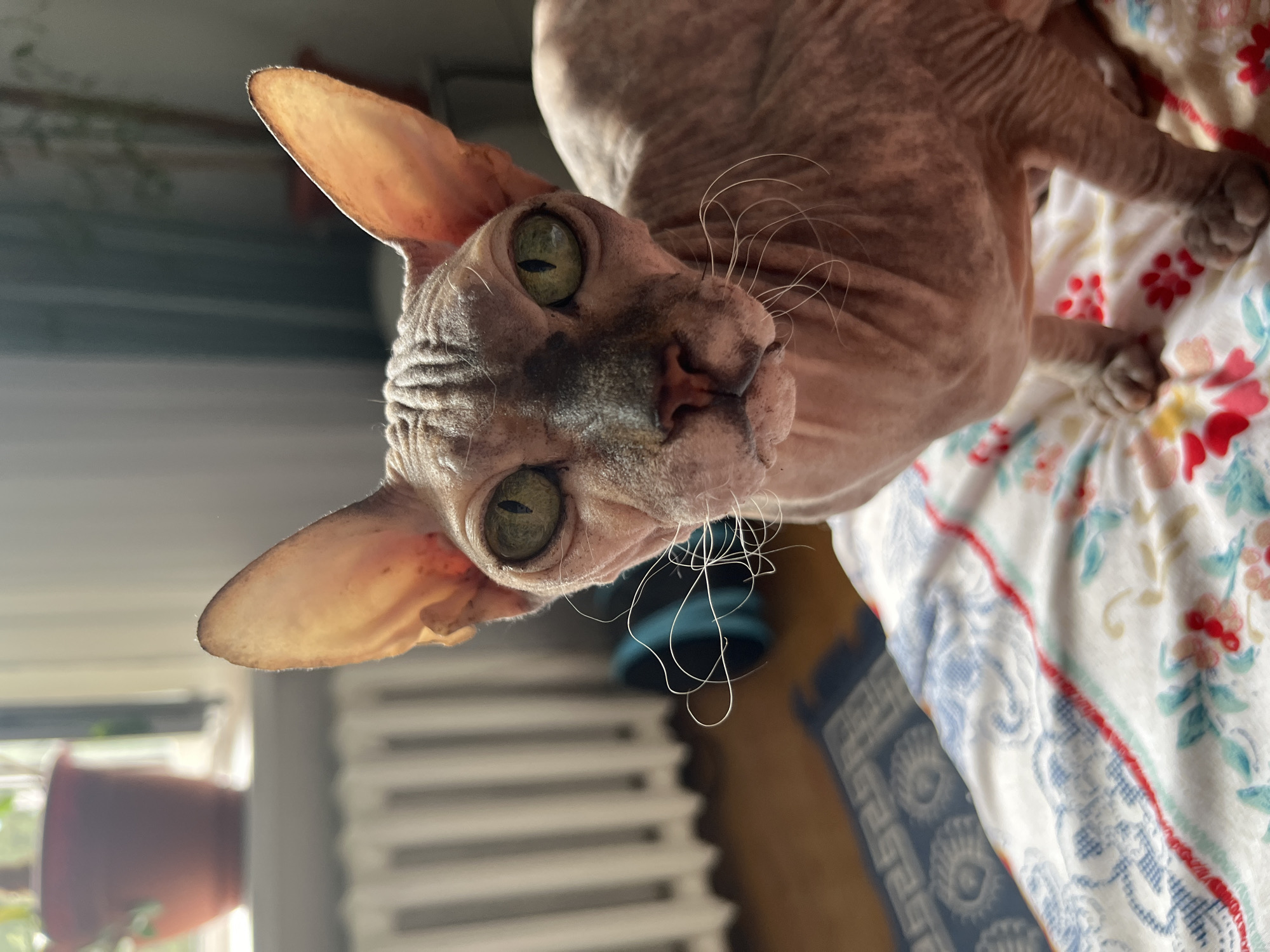A Sphynx cat is pictured sitting on a patterned blanket indoors, with a radiator and a potted plant visible in the background. The cat has green eyes and wrinkled skin. The scene appears to be within a residential setting. No specific details about the city of Ivanteyevka, Russia are present in the image.