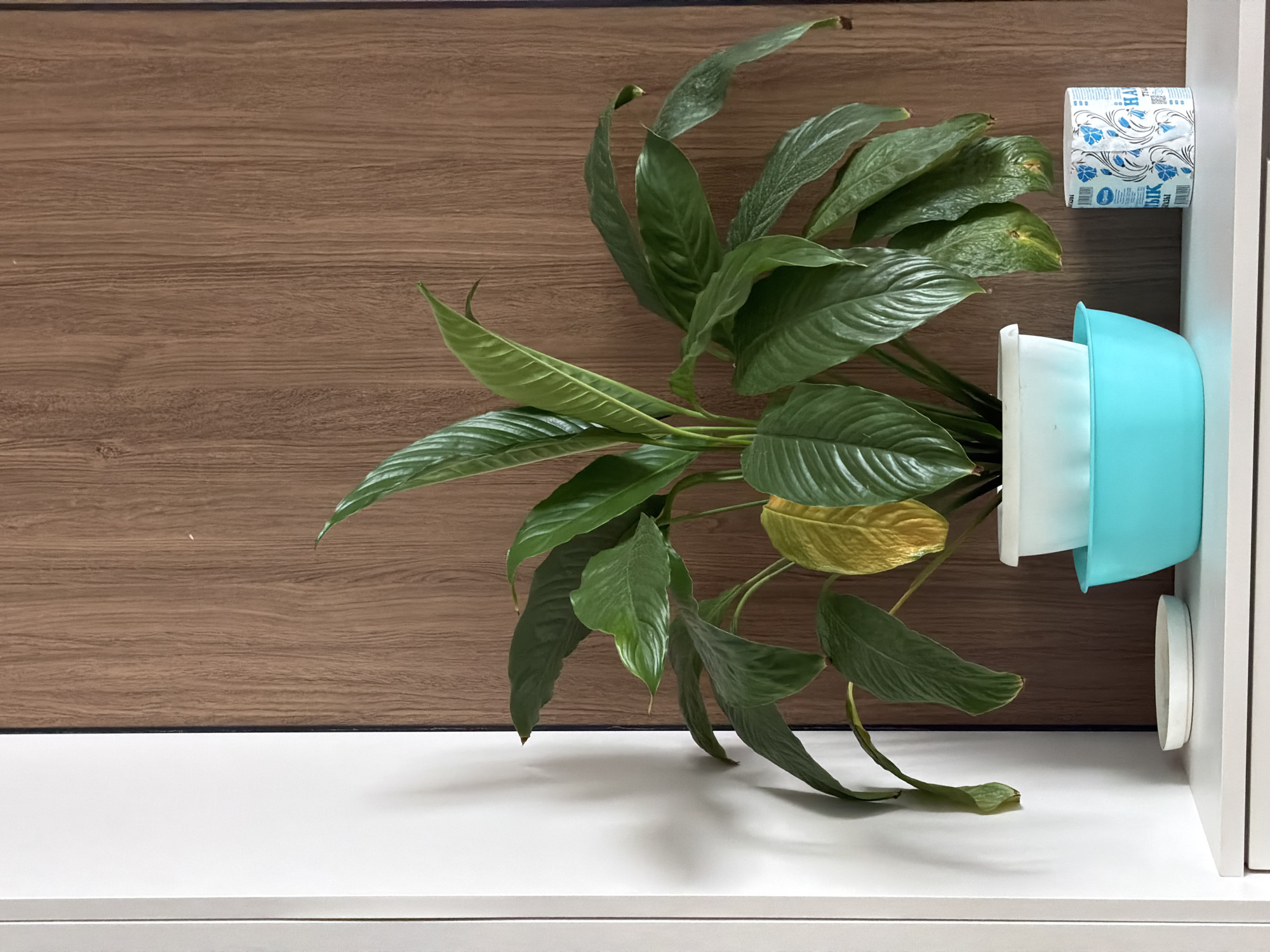In a close-up indoor shot, a lush green plant with some yellowing leaves is the central focus. The plant sits in a white pot nested inside a turquoise bowl. To the right of the plant, a roll of toilet paper with a blue floral pattern is visible. The background consists of a white vertical surface on the left and a textured wooden surface on the right. The scene appears to be set on a white shelf or table. This image was captured in the city of Astana, Kazakhstan.