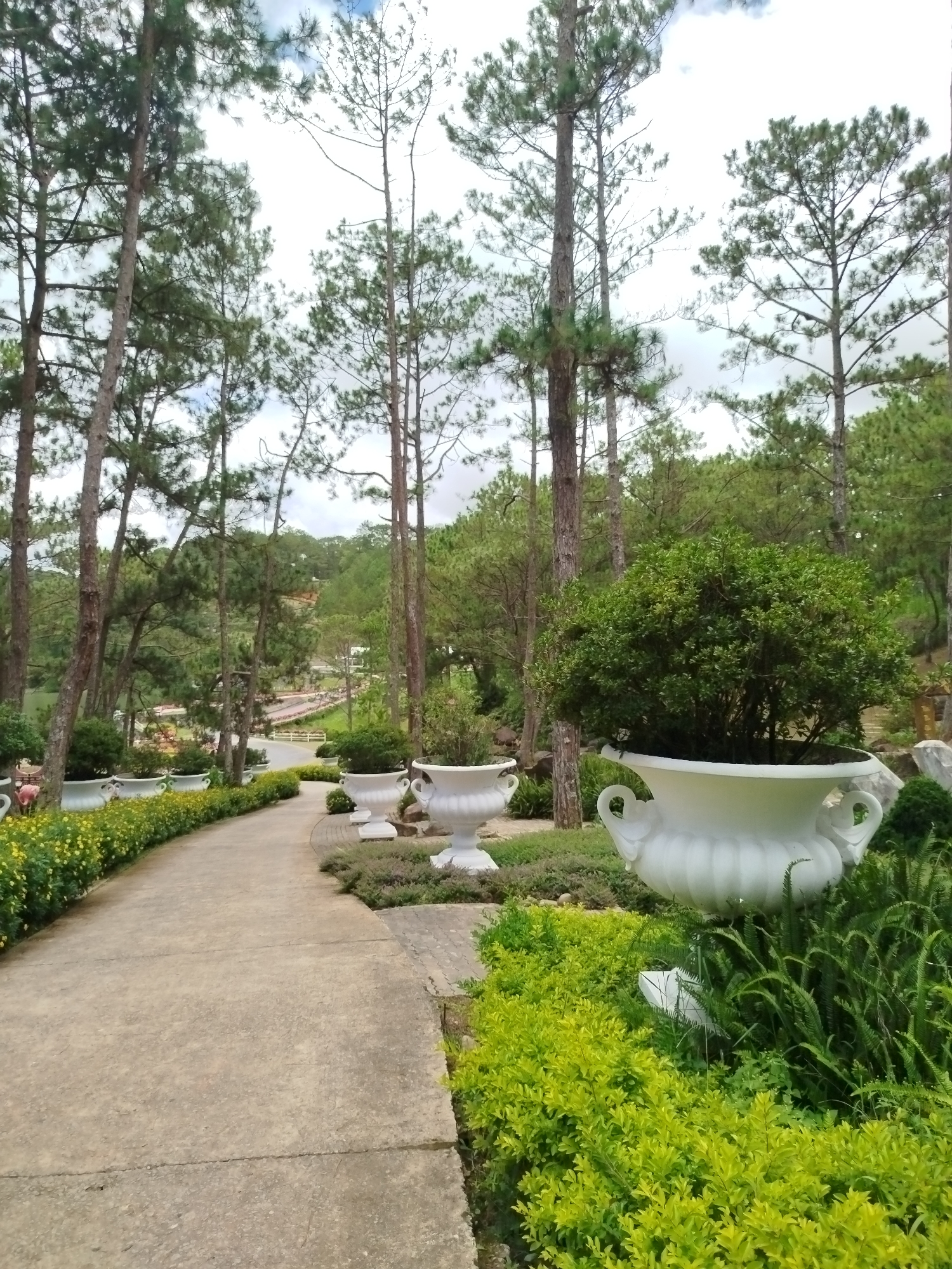 The image depicts a park or garden area in Lam Vien - Da Lat, Vietnam. A paved pathway curves through the scene, lined on one side with a dense arrangement of yellow flowers and on the other with large, ornate white planters. Several of these planters are visible, some containing green foliage. Tall pine trees dominate the background, with a lush, hilly landscape extending further into the distance. The sky is overcast with some clouds. No people are present in the image.
