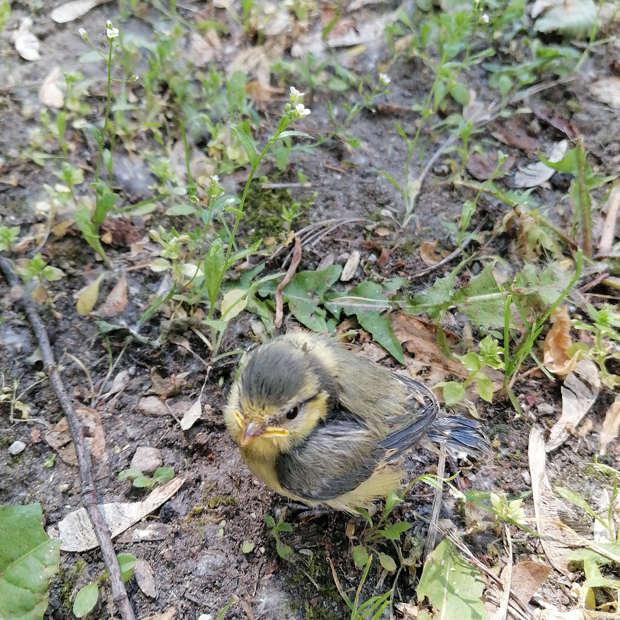 The image presents a detailed view of a fledgling bird situated on the ground in an outdoor setting. The bird, centrally positioned, exhibits a rounded body with light yellow plumage visible on its underside, face, and parts of its head. Its back and wings display a mixture of muted grayish-blue and olive-green feathers, with some darker flight feathers visible on its folded wings. The bird possesses a short, pointed yellow beak and dark, prominent eyes.
The ground comprises dark, uneven soil interspersed with various organic elements. Sparse green vegetation, including small broad-leafed plants and slender-stemmed plants bearing clusters of minute white flowers, is visible across the scene. Numerous dried leaves, small twigs, and scattered light, fibrous organic material (resembling plant fluff or fine cobwebs) are distributed across the soil surface. The overall environment appears naturalized or uncultivated, typical of ground cover found in parks, gardens, or other green spaces within the city of Moscow, Russia. No human subjects, man-made structures, or explicit actions are discernible within the frame; the scene is static, focusing solely on the bird and its immediate natural surroundings.