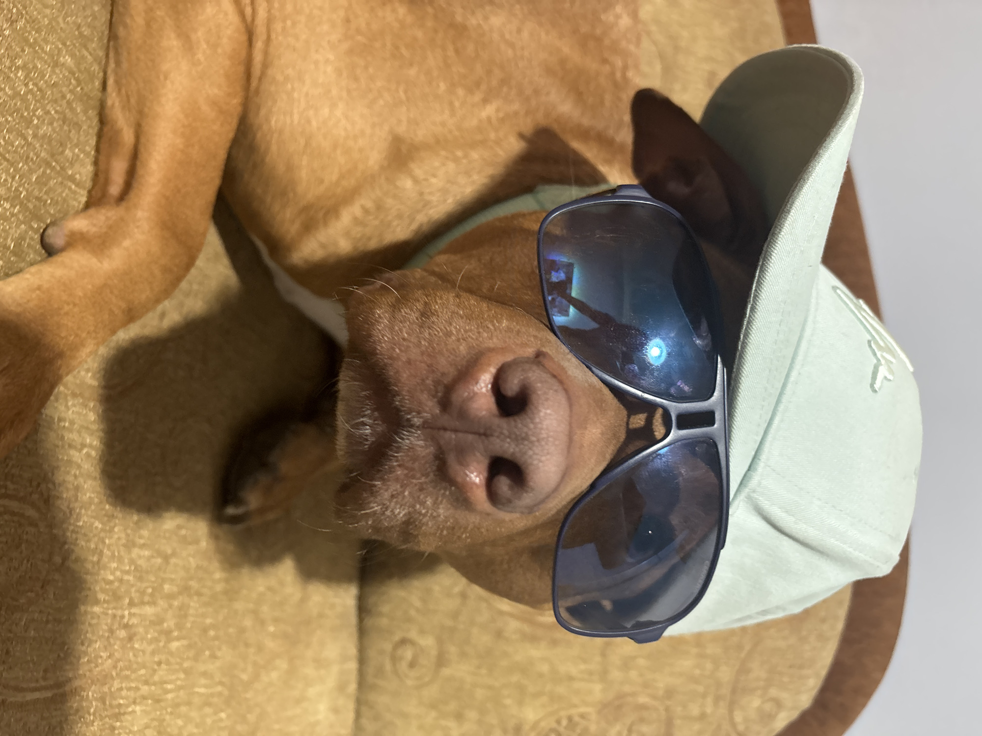 A brown dog is wearing sunglasses and a light green baseball cap while lying down on a tan and brown pet bed. The dog's head is positioned towards the viewer, showing its nose prominently. The sunglasses are reflective and have dark frames. The baseball cap has a white logo on the side. The background is a plain white wall. The location is not discernable.