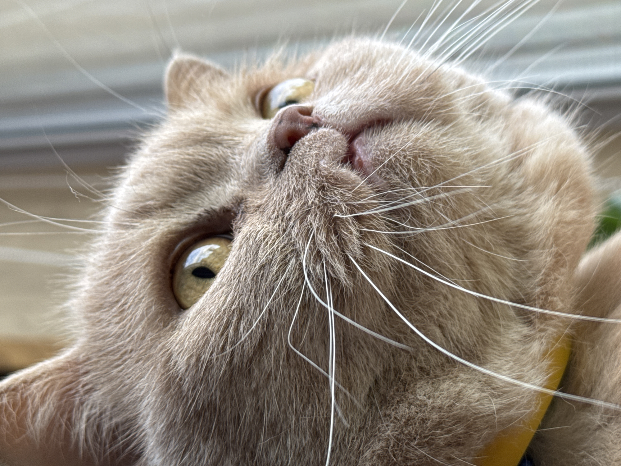 A close-up, eye-level, full-frame shot features the profile of a cream-colored cat with large, golden eyes. The cat is looking upwards and to the right. Its fur is fluffy, and long white whiskers extend from its muzzle. A yellow collar is visible around its neck. The background is out of focus, showing vertical lines that suggest blinds or a window, with a soft, light color palette. The lighting is natural, coming from the right, highlighting the texture of the cat's fur and the sheen in its eyes. There is no visible indication of location, time, or specific urban context.