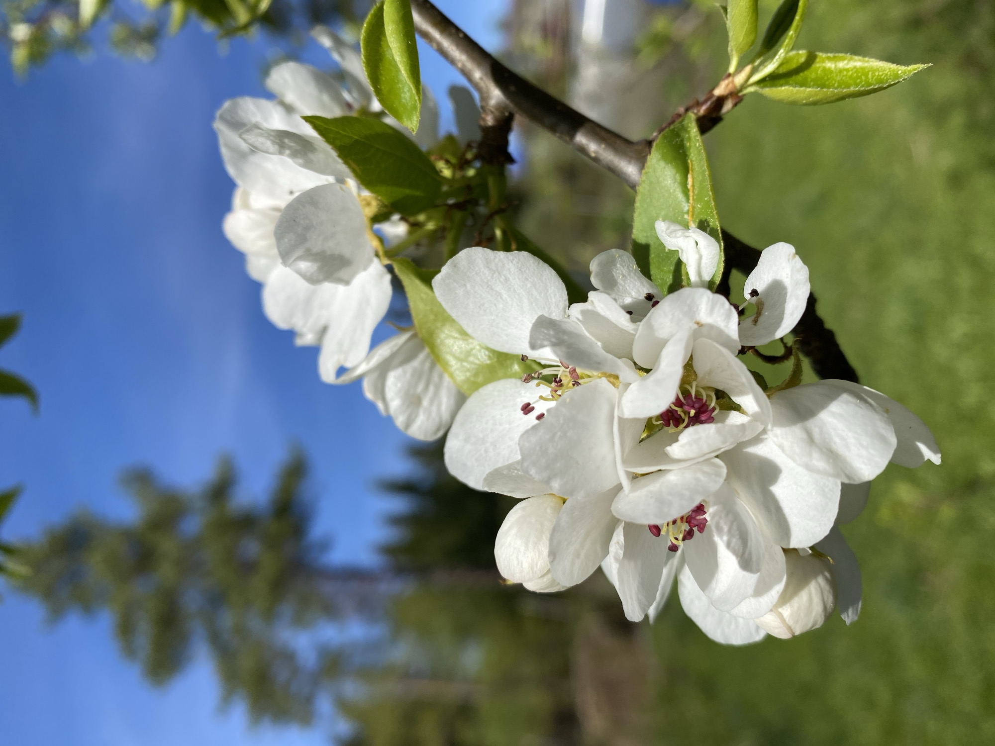 The image shows a close-up of white blossoms on a branch, with a clear blue sky and green background. The blossoms have a textured, delicate appearance with some having red and black stamens. Some green leaves are visible attached to the branch, which itself is a dark gray-brown color. The out-of-focus background shows trees and green grass. The image appears to be taken outside during the day with bright sunlight. The exact location within Прикамский, Russia cannot be determined from the image.