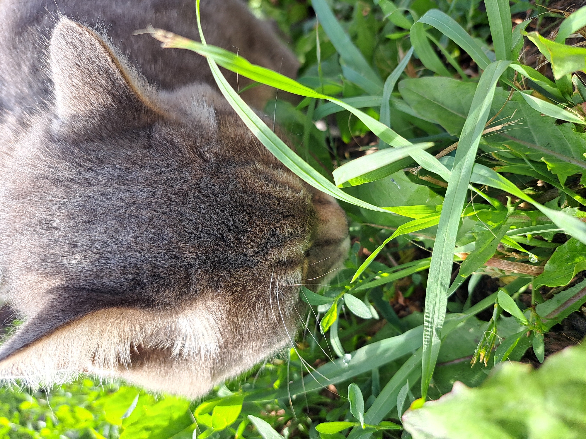 A close-up, high-angle outdoor shot captures the head of a gray domestic cat sniffing the ground amidst lush green grass and foliage. The cat's fur is short and appears to be a mix of gray and brown tones, with faint stripes visible on its head. Its ears are pointed and alert, and its whiskers are prominent. The vegetation is dense and varied, with broad leaves and thin blades of grass, suggesting a natural, untamed environment. Dewdrops are visible on some of the plant leaves, indicating it may be morning or after rain. The lighting suggests a sunny day, casting soft shadows on the grass. The scene does not contain any elements that would allow for pinpointing a location in Chernetsk, Russia, or any other specific urban area.