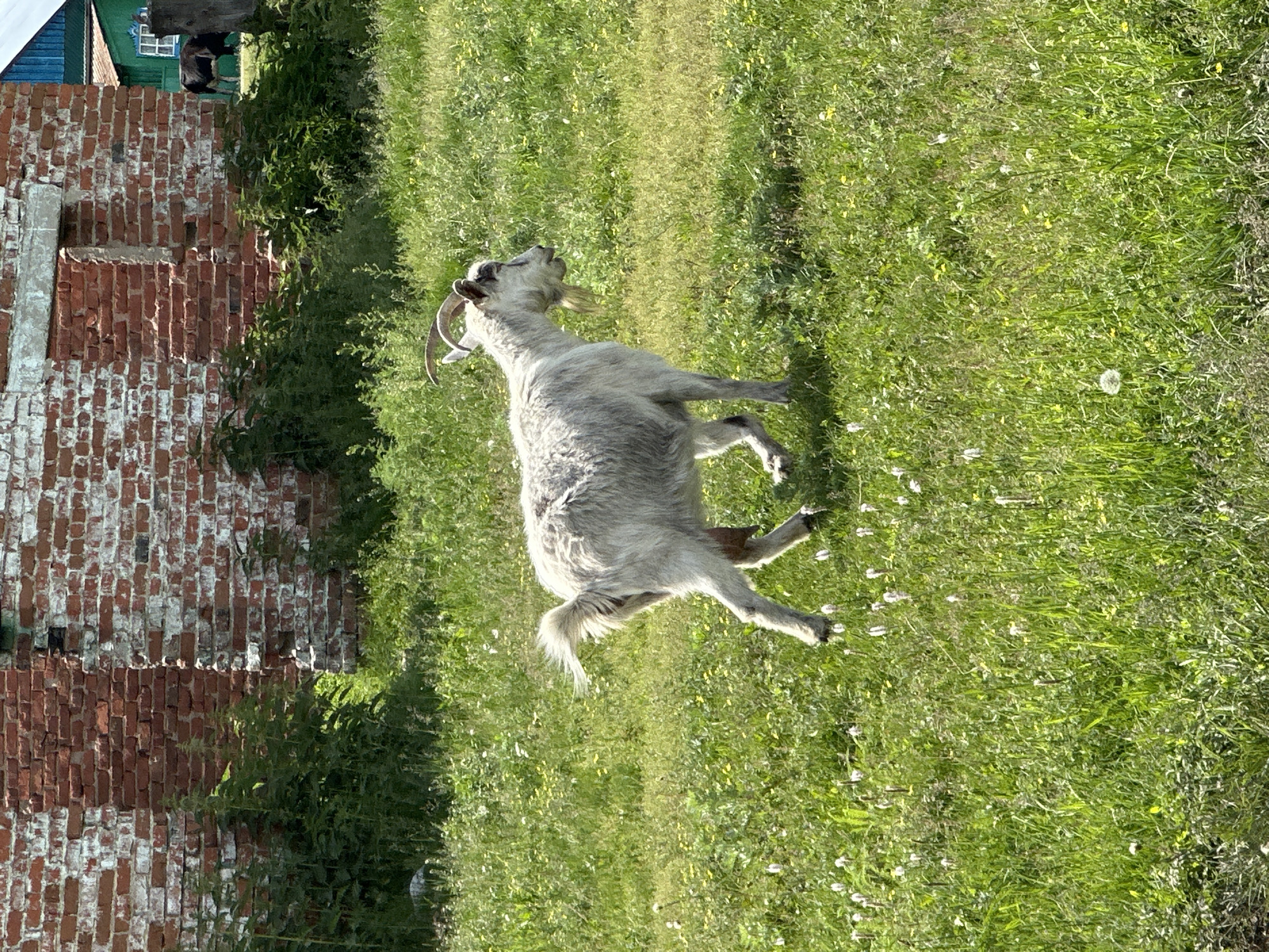 In an outdoor scene, a light-colored goat with horns and a beard walks across a grassy field dotted with small yellow and white flowers. The goat is positioned in the foreground, facing right, with its hindquarters slightly blurred. In the background, there is a dilapidated brick building with white accents and patches of green vegetation. Beyond the brick structure, a portion of a blue and green building is visible, and a dark-colored cow stands in a grassy area. The sky is not visible in the frame.