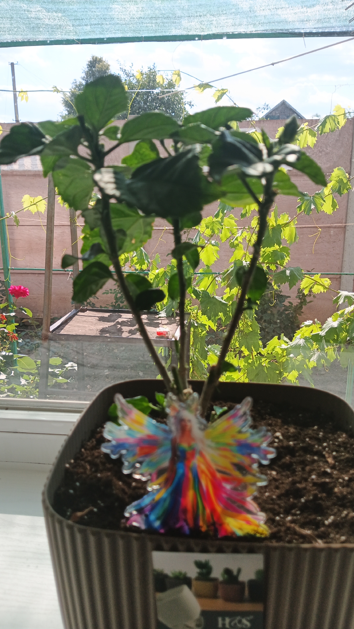 This media file depicts a potted plant indoors, likely on a windowsill, with a blurred background of an outdoor scene. The foreground is dominated by a dark brown pot containing soil. A small, colorful, fairy-like ornament with iridescent wings stands in the soil, close to the plant's base. The plant itself has several green leaves and stems, with a few small buds visible at the top.
Through the window, the background reveals a sunny day with a clear blue sky and some white clouds. Lush green grapevines are visible, supported by thin poles, with their leaves catching the sunlight. A fence and some greenery can also be seen, suggesting a garden or yard setting. On the left side of the background, a bright pink rose is in bloom. The overall impression is one of a bright, pleasant day.
There is some text visible on the pot, at the bottom right: "H&S". The time of day appears to be late morning or early afternoon, given the bright sunlight casting shadows. The location context is Kryvyi Rih, Ukraine. There are no people visible in the image, and the overall mood is serene and natural.