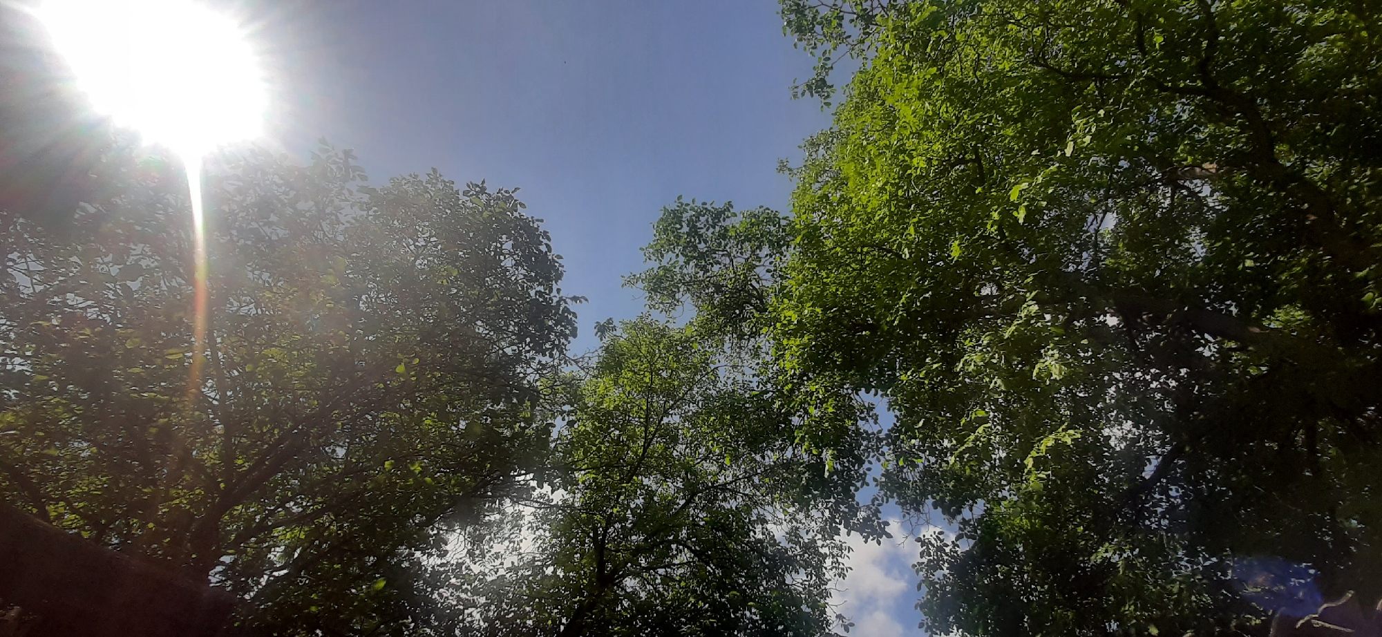 The image shows a view looking up through the canopy of green trees towards a bright sun and a clear blue sky with scattered white clouds. The sun is positioned in the upper left of the frame, with strong rays of light filtering through the leaves, creating a bright glare. The foliage is dense and appears healthy, with various shades of green indicating sunlight exposure. The branches of the trees are visible, interspersed with the leaves. The overall impression is a bright, sunny day, likely during spring or summer. The scene is outdoors and appears to be a natural setting, possibly a park or a residential area with mature trees. There are no people or animals visible in the image. The location in Yessentukskaya, Russia, is not visually discernible from the image itself, as it depicts a common natural scene.
