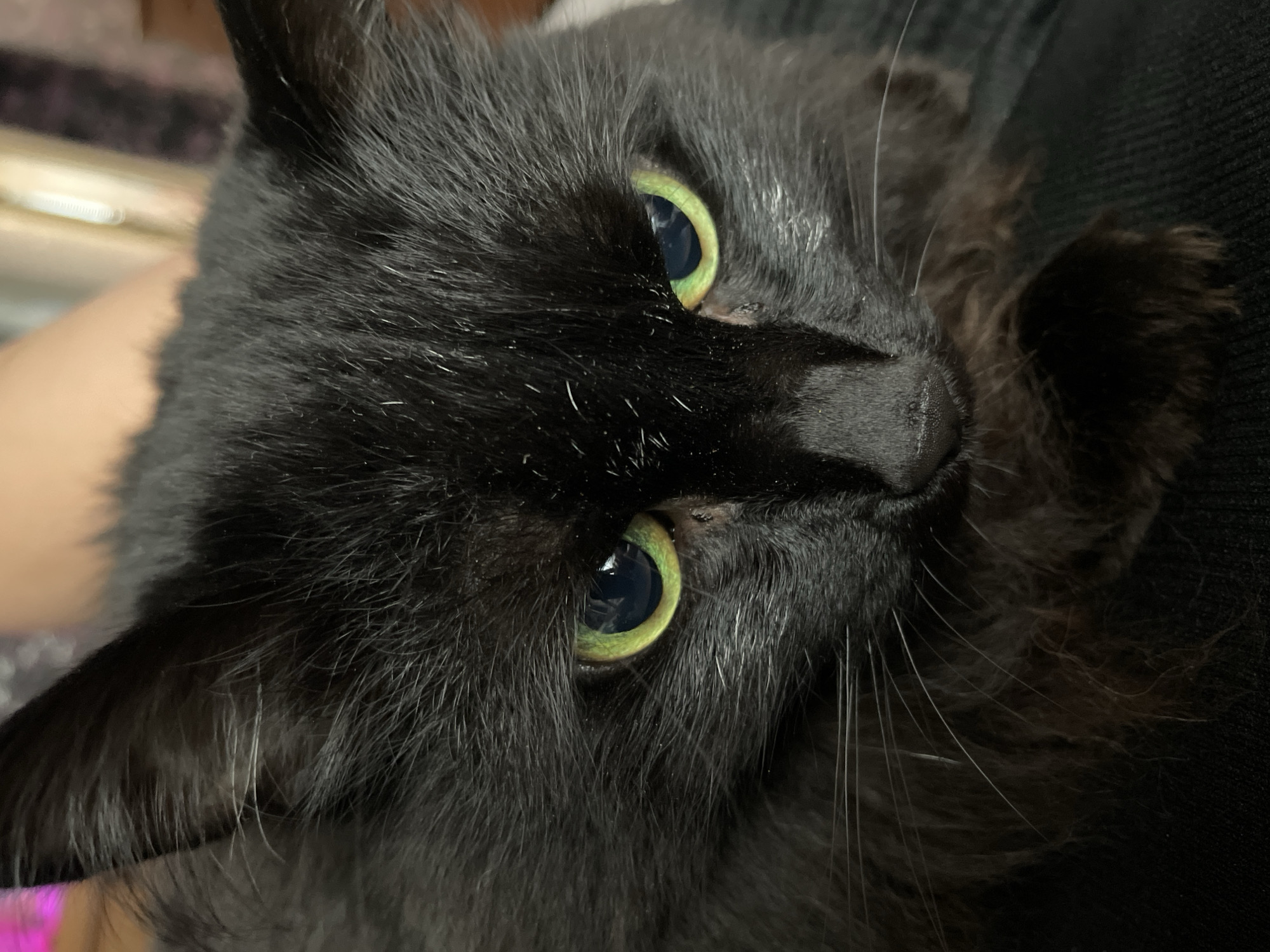 A close-up, eye-level, portrait of a black cat's face is depicted. The cat has striking green eyes and long, black fur. The background is blurred and appears to be indoors, with a hint of human skin visible at the top of the frame. The cat's gaze is directed downwards and slightly to the left. The image is a still photograph, capturing the feline's intense stare. There are no discernible landmarks or environmental clues within the image to suggest a specific location within the city of Surgut, Russia.