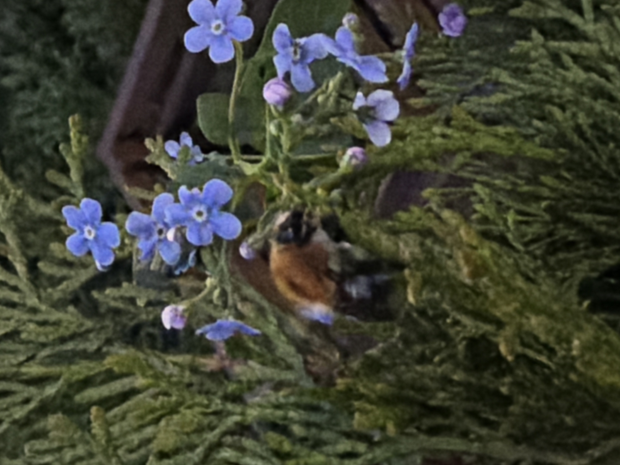 A photograph taken in the city of Большая Шильна, Russia, shows a small brown and white bird nestled among forget-me-not flowers and green foliage. The flowers are light blue with yellow centers. The foliage appears to be coniferous. A dark brown, possibly wooden, structure is partially visible behind the flowers.