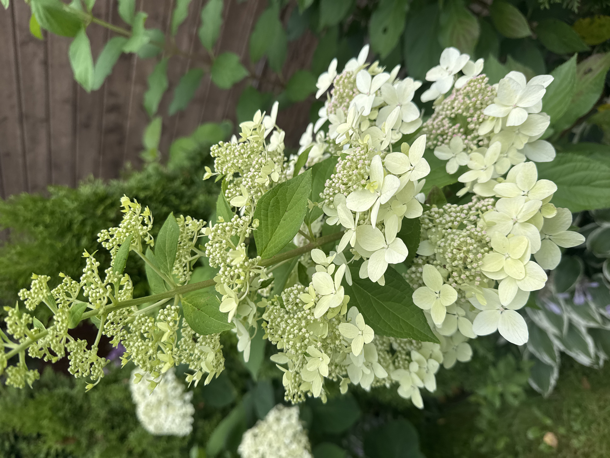 A close-up, eye-level shot captures a cluster of pale green and white hydrangea flowers in full bloom. The flowers are arranged in conical panicles on a central stem, with some buds still tightly closed and others fully open, revealing delicate, lace-like petals. Lush green leaves surround the blooms, and in the background, a dark brown wooden fence is visible, suggesting an outdoor setting, possibly a garden. The overall impression is one of natural beauty and a vibrant garden. The location is identified as Родничок-1 Снт, Russia.
