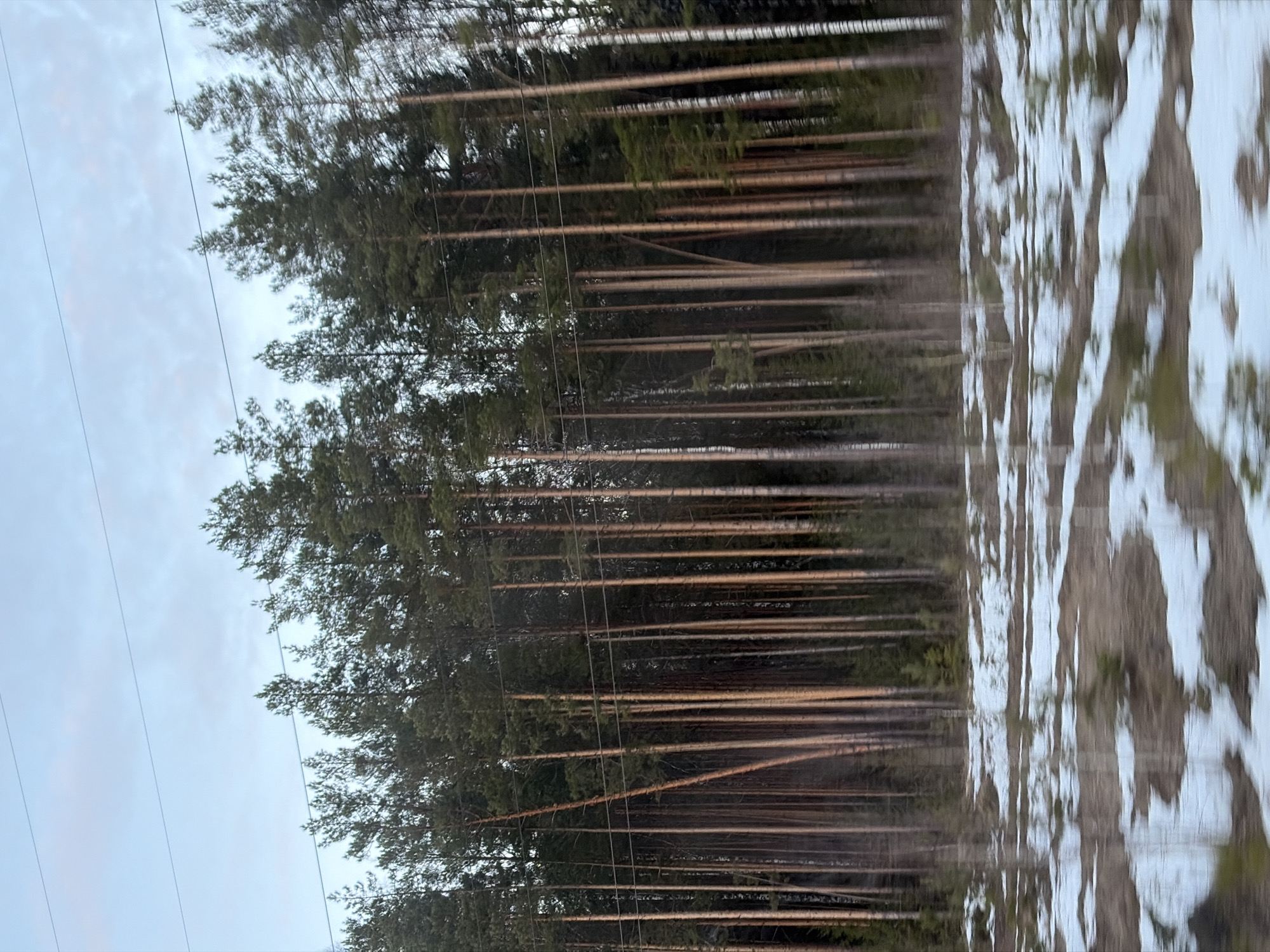 The image depicts a dense forest landscape in Novyi, Russia, adjacent to a partially snow-covered area. Tall, thin trees dominate the scene, their trunks appearing in a linear arrangement. Overhead power lines are visible against a cloudy sky. The ground shows a mix of snow and exposed terrain. There are no discernible people or animals present.