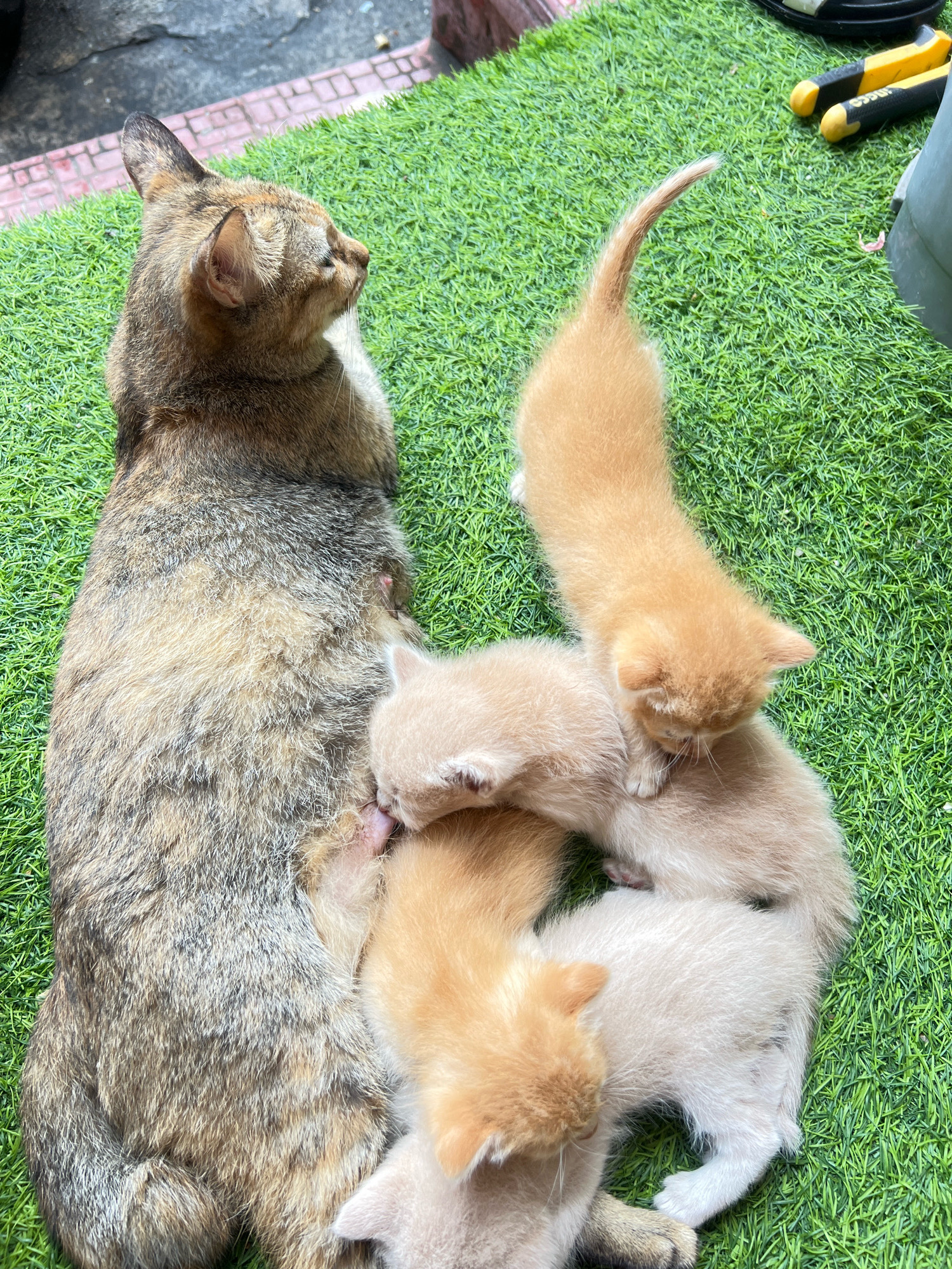 A mother cat, with tabby markings, lies on artificial grass. Five kittens, various shades of orange and cream, are clustered around her, some nursing. The setting appears to be outdoors, possibly in a backyard or balcony, with hints of brickwork and garden tools in the background. The artificial grass is a vibrant green, suggesting an urban environment. Based on the general appearance and common breeds found in Southeast Asia, this scene is consistent with an urban setting in Denpasar, Indonesia, where such domestic scenes are common.