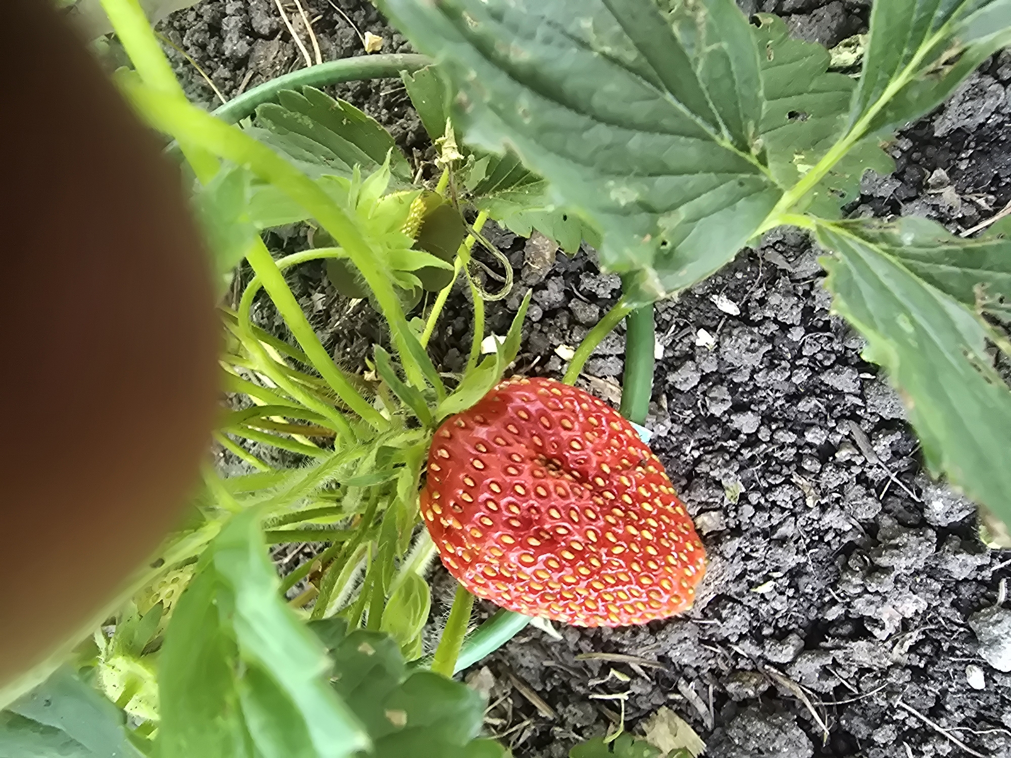 The image is a close-up, overhead shot of a ripe strawberry plant in soil. A single red strawberry is prominently featured in the center-right of the frame, with its seeds visible. Green leaves and stems surround the fruit. The soil is dark and appears to be damp, with small pebbles and organic matter visible. The background consists of more soil and greenery. The image was taken in Chebarkul, Russia.
