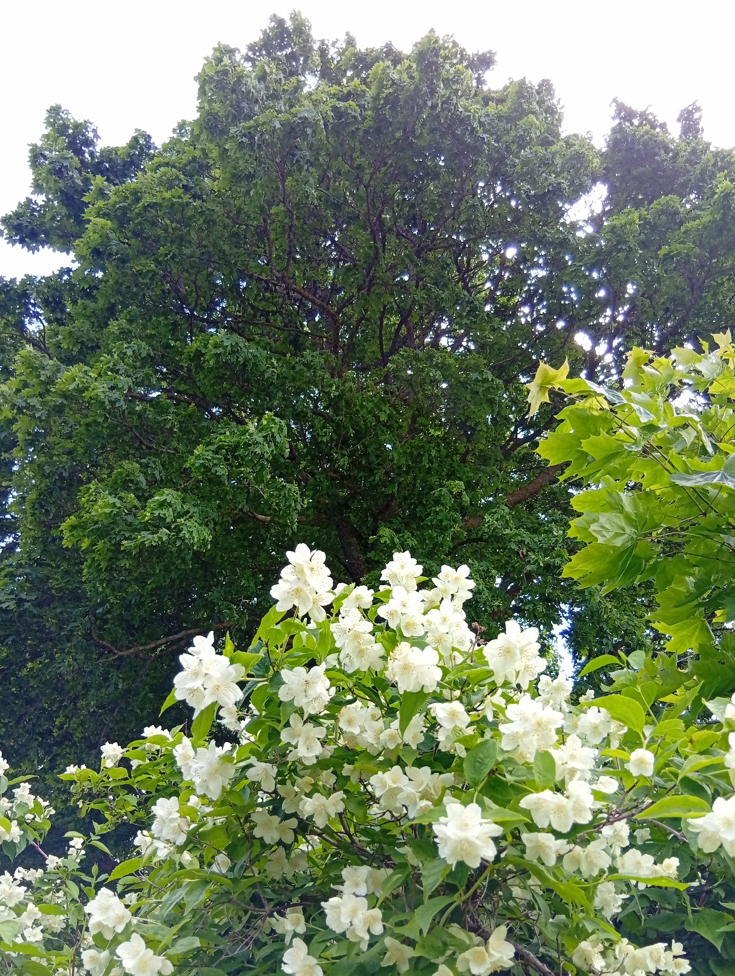 In Krikliai, Lithuania, this low-angle outdoor photograph captures a vibrant natural scene dominated by lush greenery. The foreground is adorned with abundant white jasmine flowers, their delicate petals clustered on thin green stems. Behind the jasmine, a large, mature tree with dark bark and a dense canopy of green leaves fills the upper portion of the frame, its branches reaching towards the bright sky. To the right, a second tree with lighter green, broad leaves is partially visible, contrasting with the darker foliage of the larger tree. The scene appears to be a tranquil, outdoor setting, likely a garden or park, bathed in natural light filtering through the leaves.
